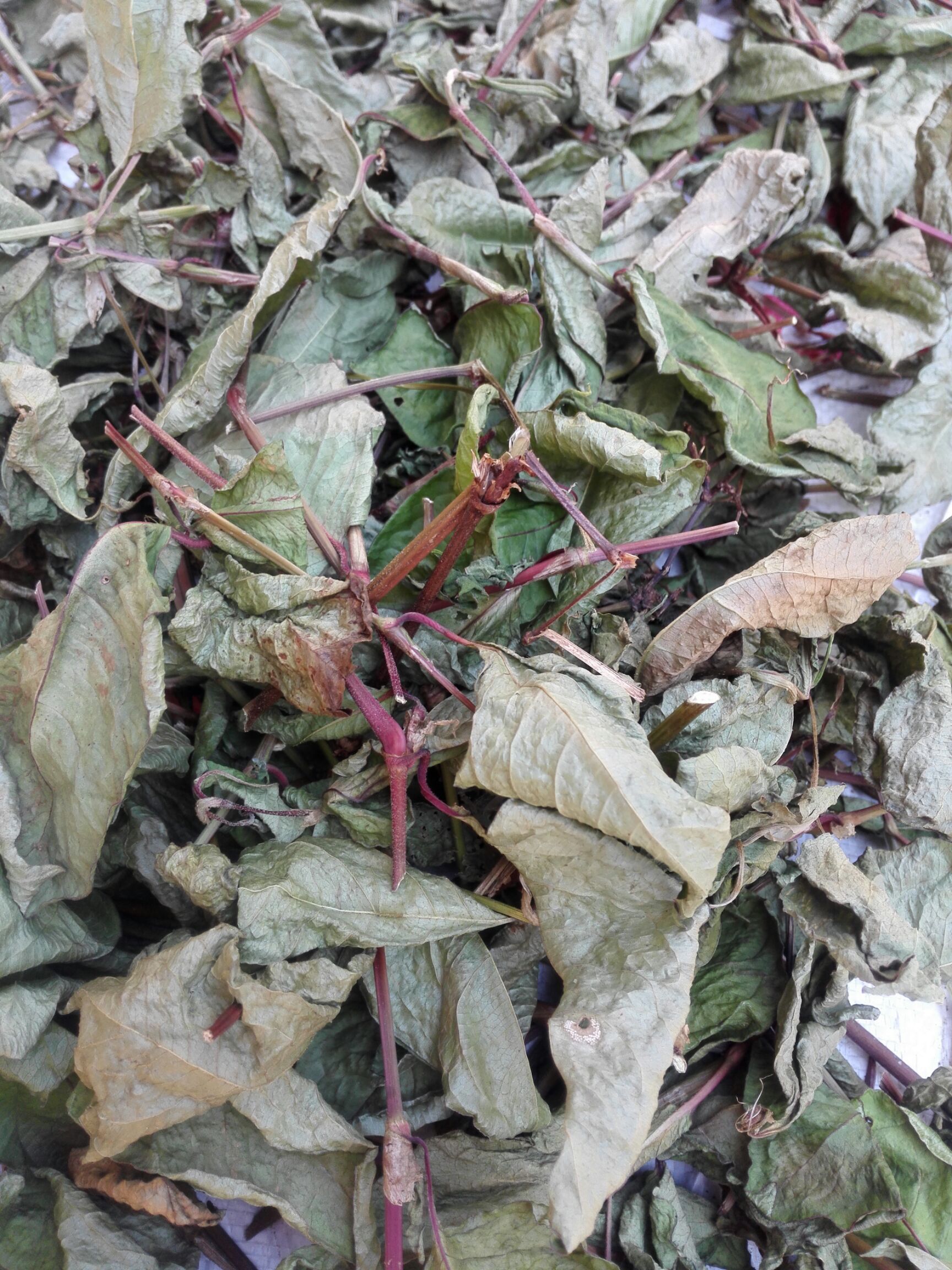 火炭母 