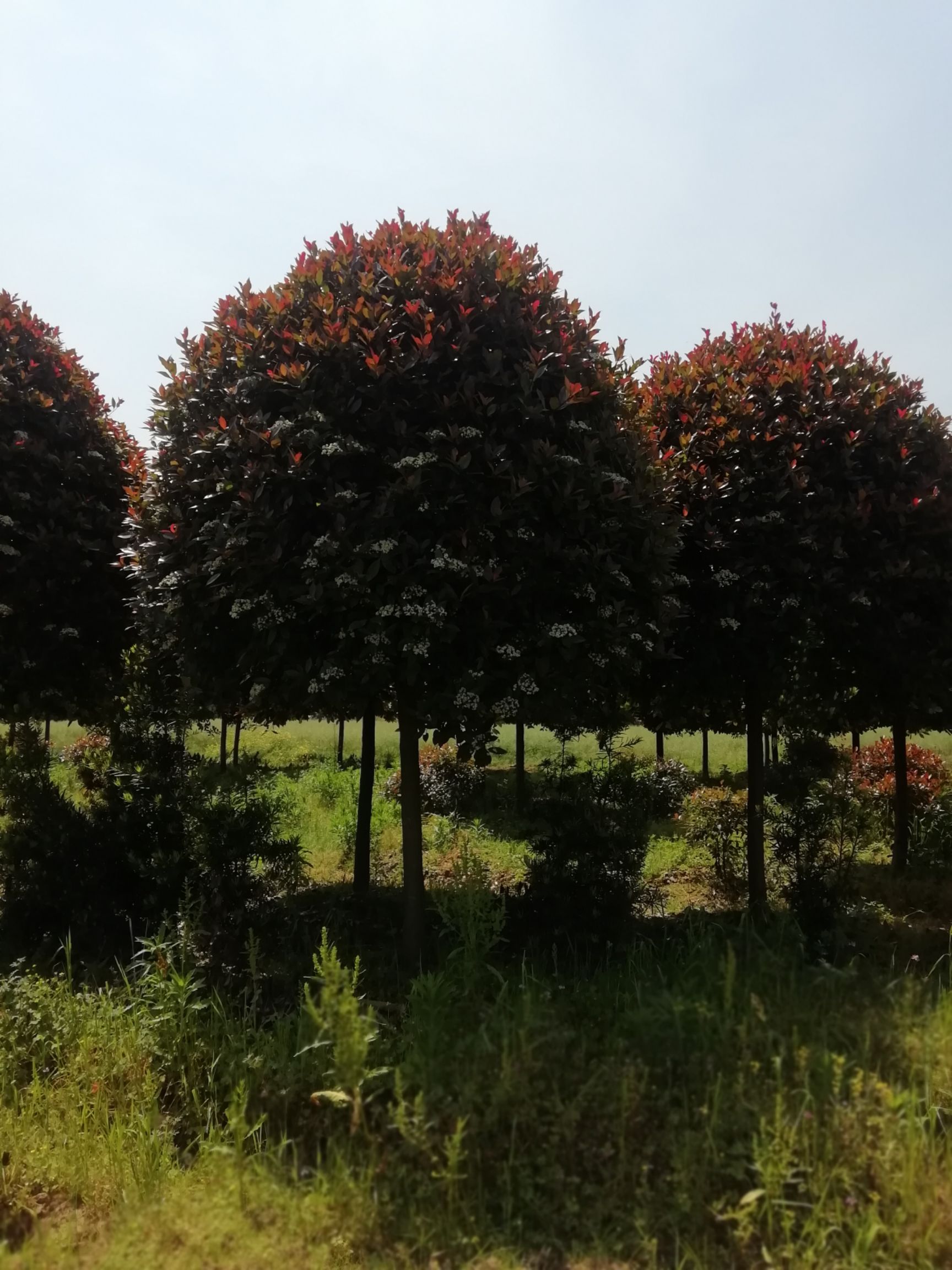 苗圃直销园林绿化彩叶乔木高杆精品红叶石楠庭院风景树行道树