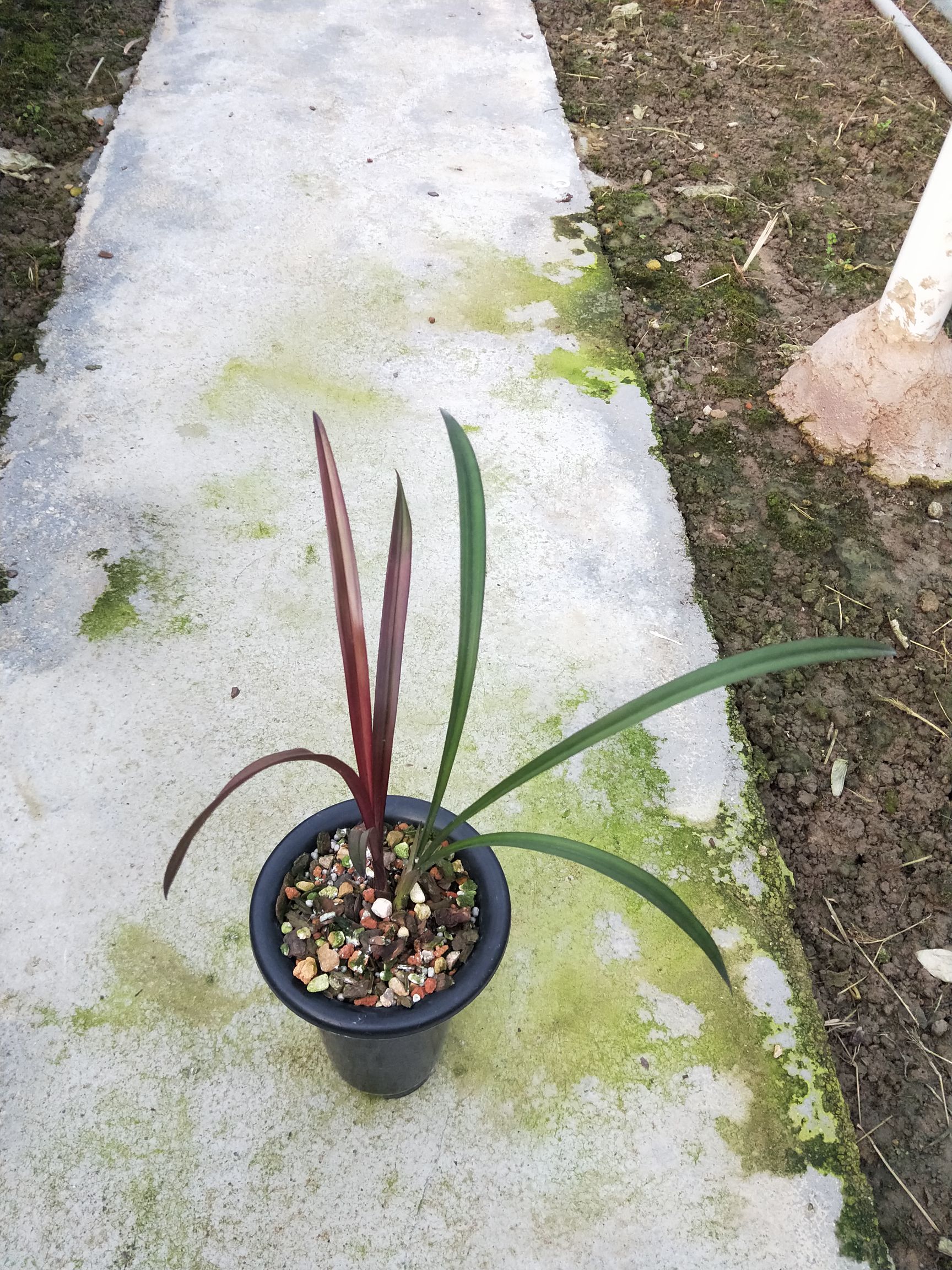 建兰 红草红荷