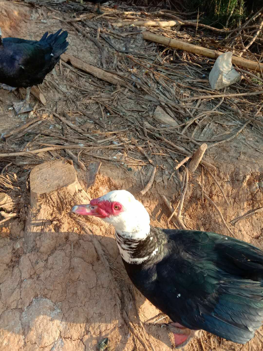 大花大种公鸭,货杠杠的