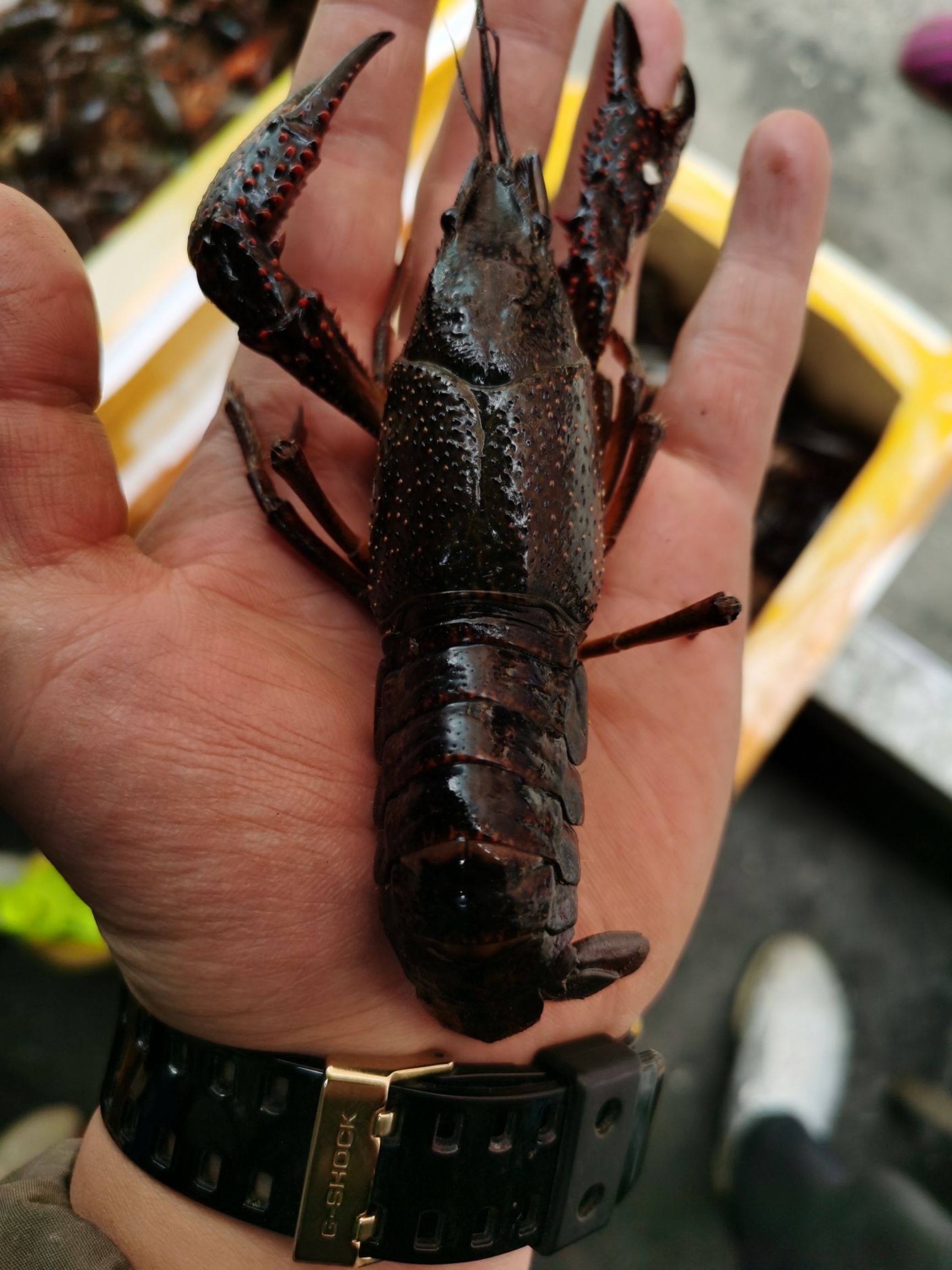 清水小龙虾 湖虾,炮头虾,两虾