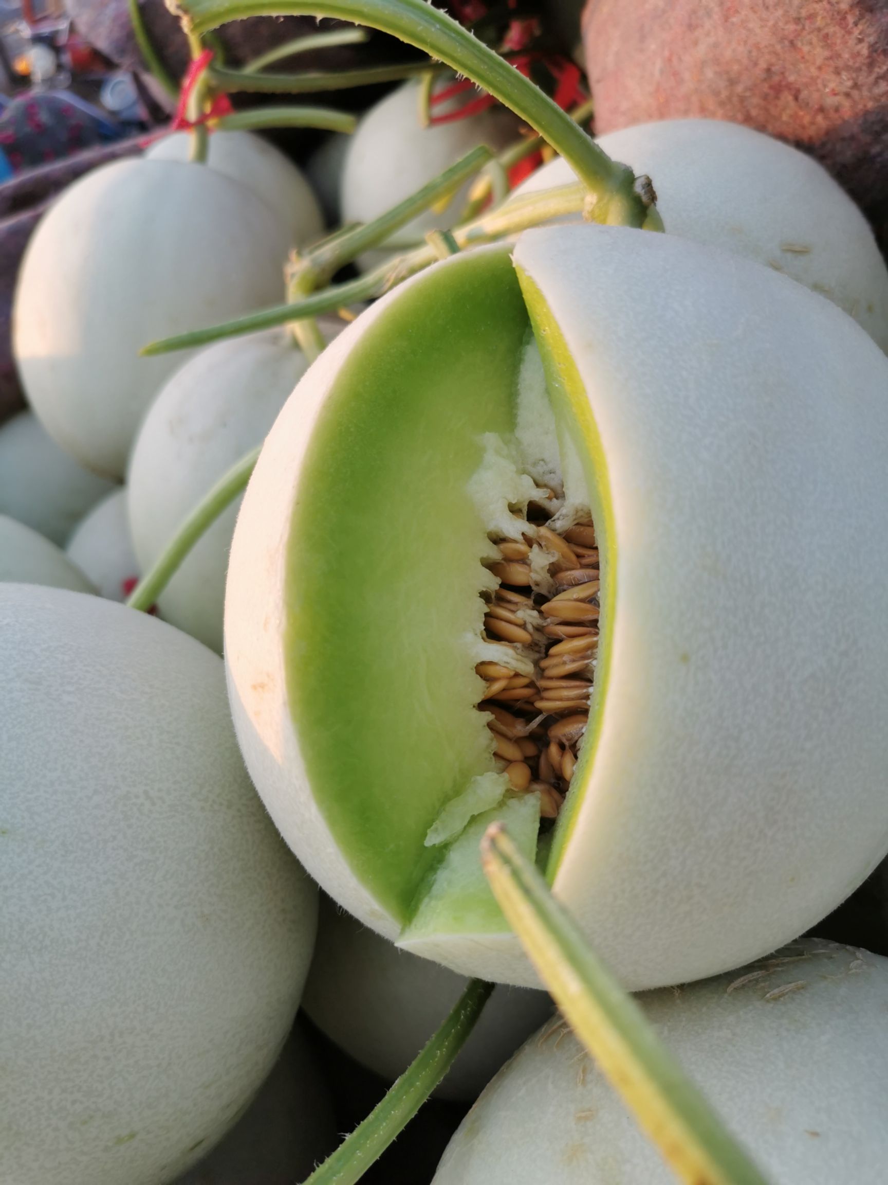 高糖度网红瓜玉菇甜瓜上市