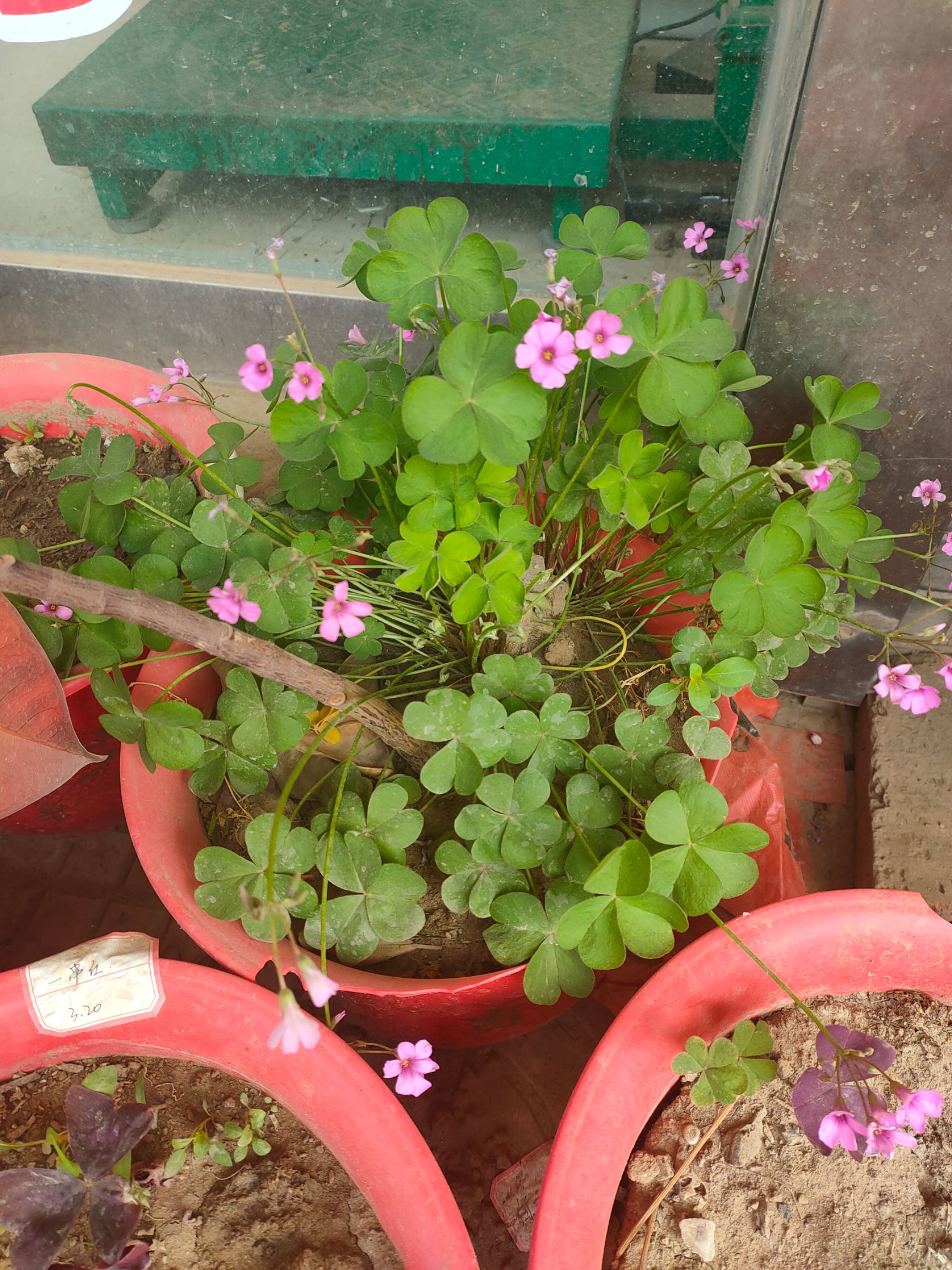 红花酢浆草