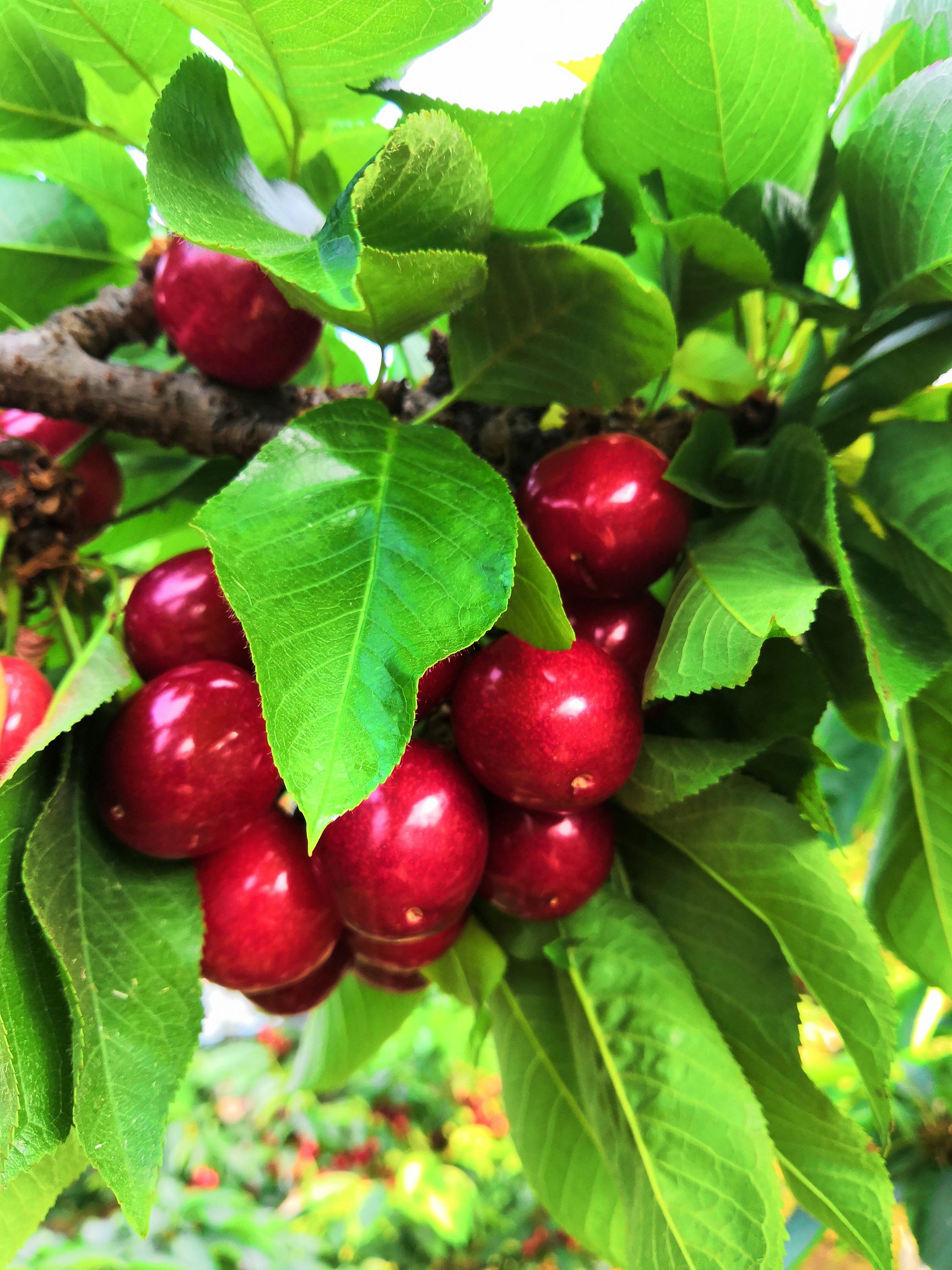 不点花美早大樱桃先锋大樱桃萨米脱大樱桃现货销售