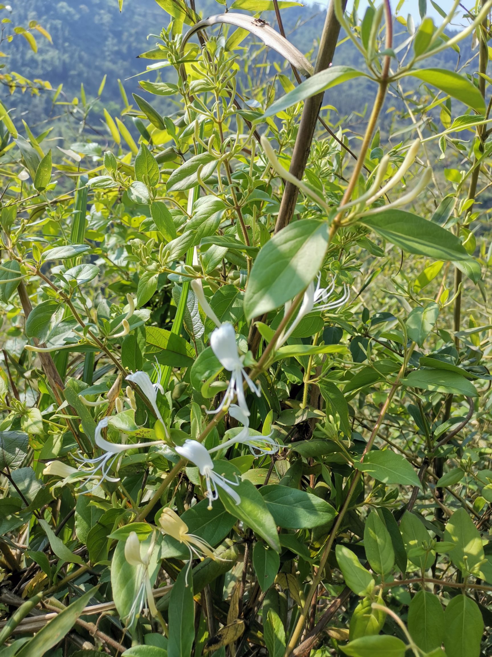 [野生金银花批发] 野 生金银花自然生长花香自然数量