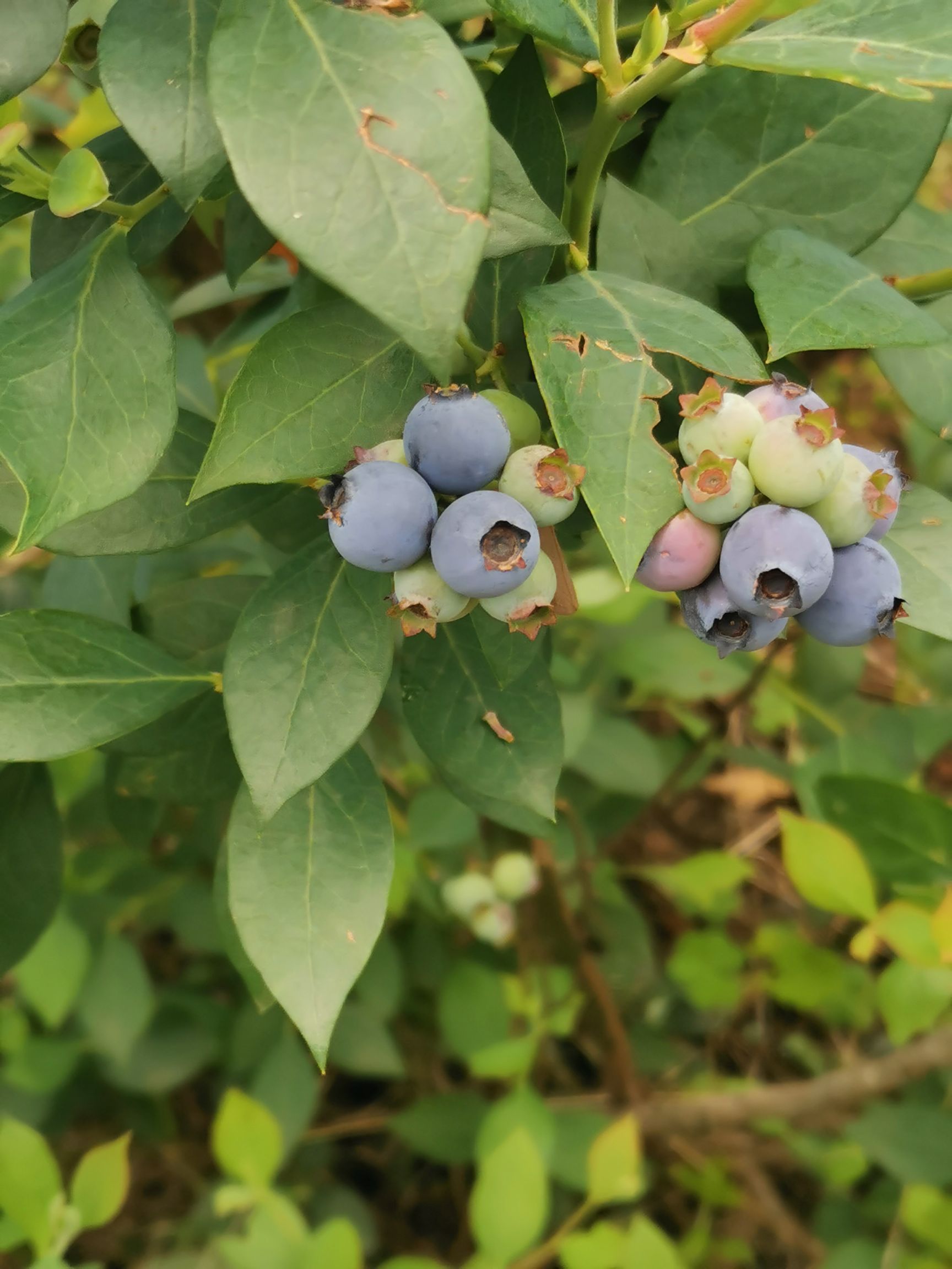 高原山地露天种植蓝莓