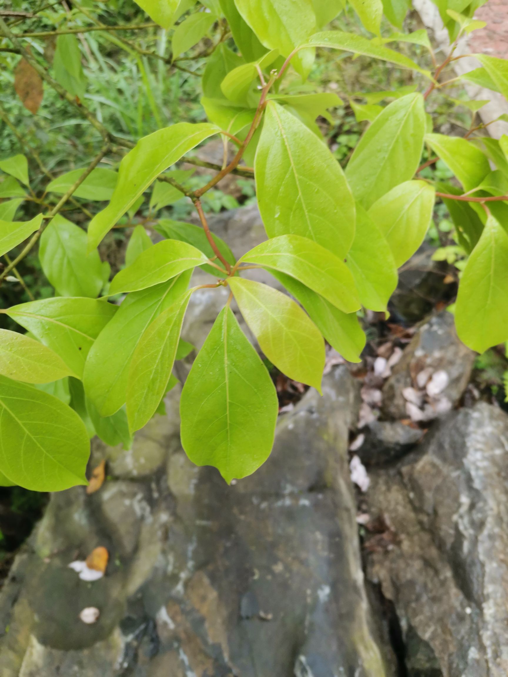 小叶樟