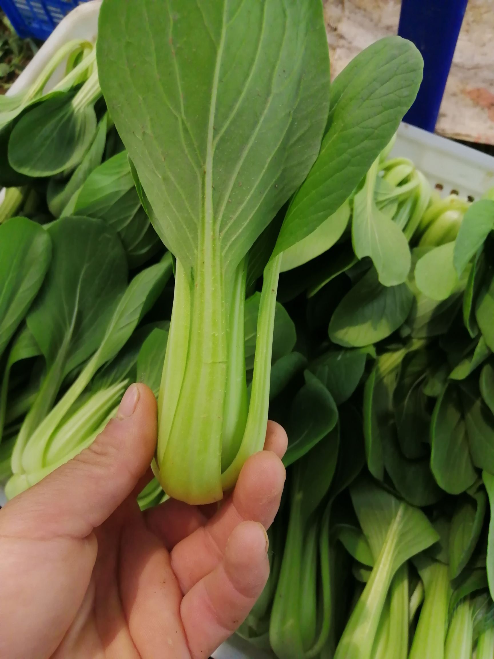 大棚精品上海青油菜快菜小白菜大量上市中