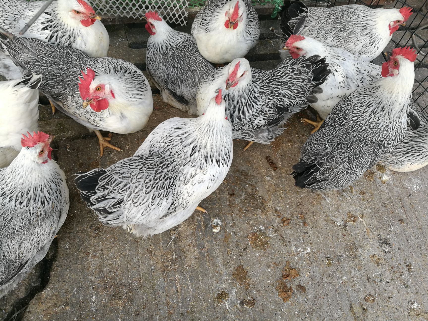 彩凤鸡项鸡