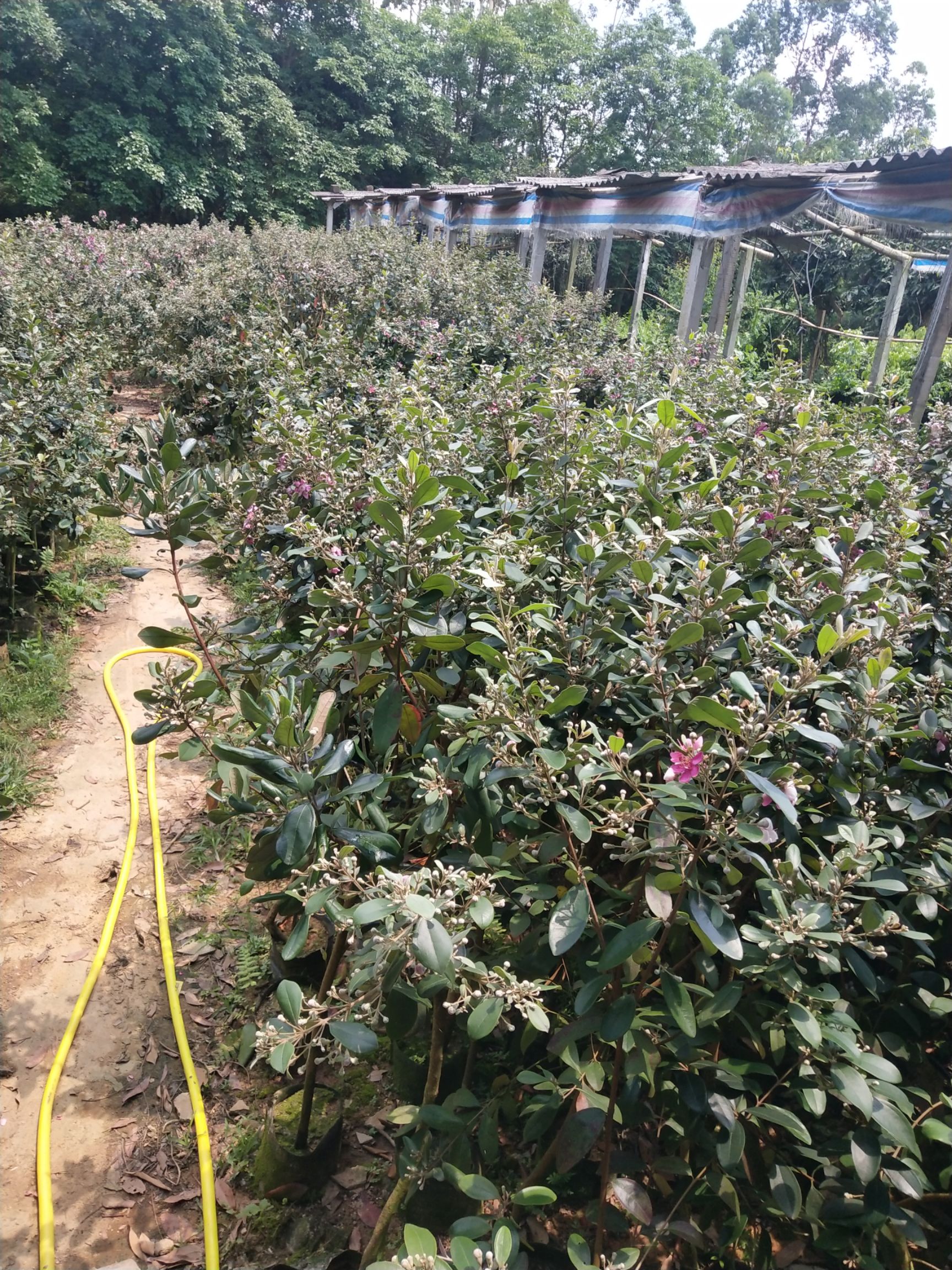 桃金娘苗桃金娘稔子树杯苗大苗三公分以上