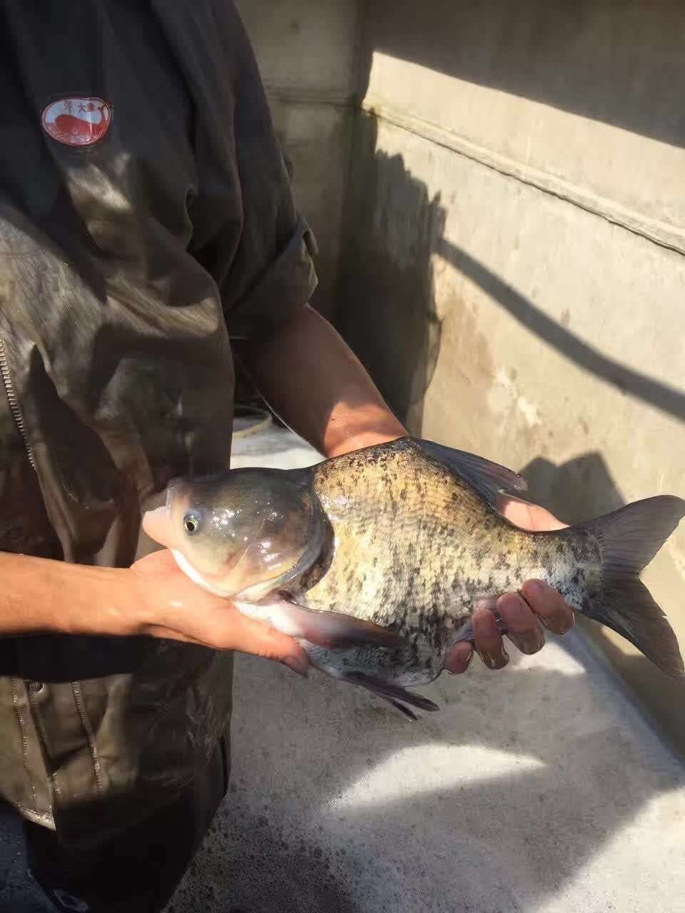 花链鱼苗缩骨鳙鱼苗大头鱼苗胖头鱼苗