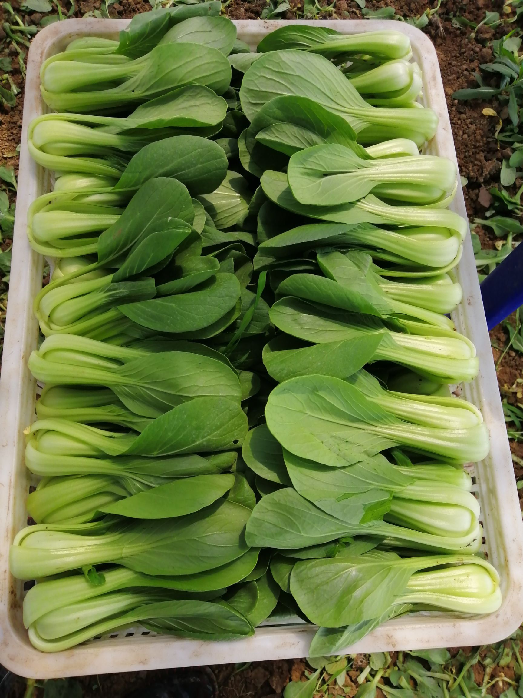 大棚精品上海青油菜快菜小白菜大量上市中