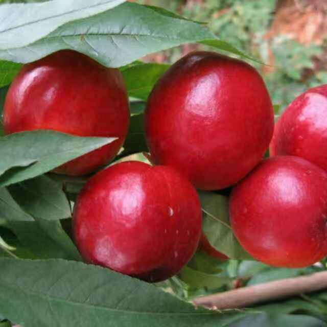 品种名:红油桃 品种名:红油桃 单果重:2两以上 果径:50mm
