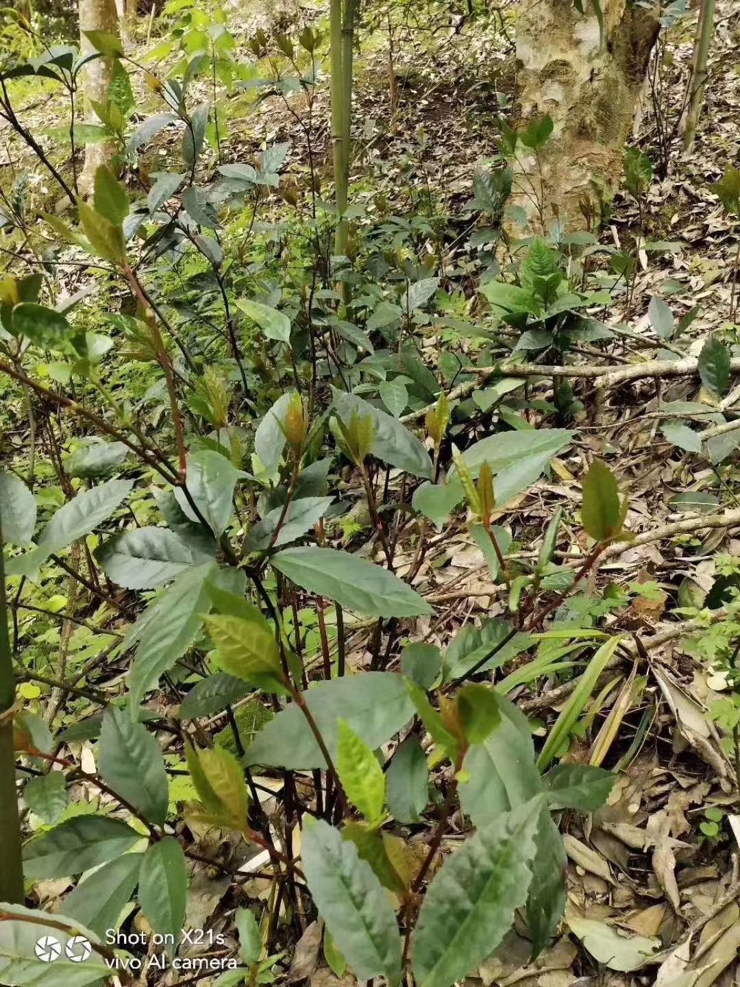 草珊瑚九节茶肿节风保健茶