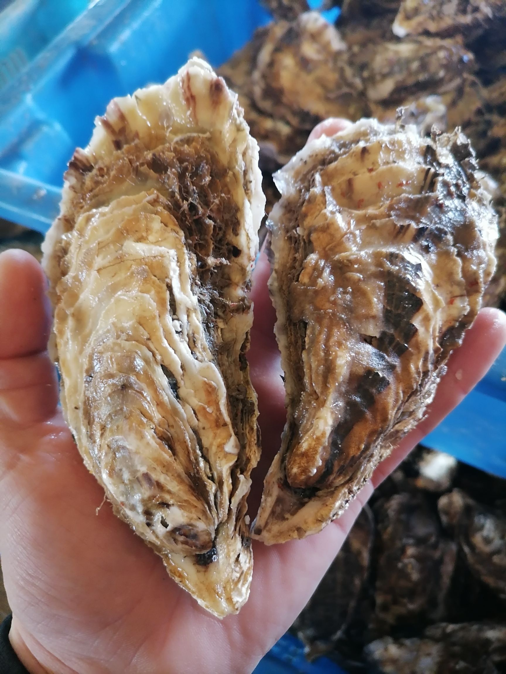 山东乳山牡蛎 正宗乳山生蚝产地直发,支持视频看货,支持一件代发,全国