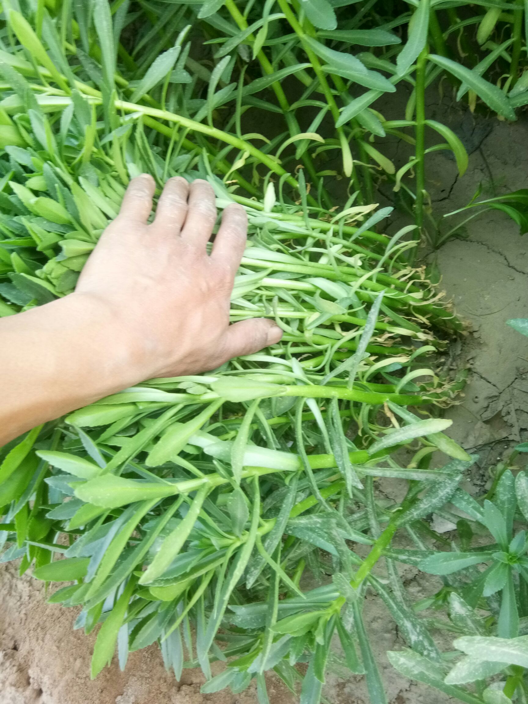 狭叶费菜高钙菜