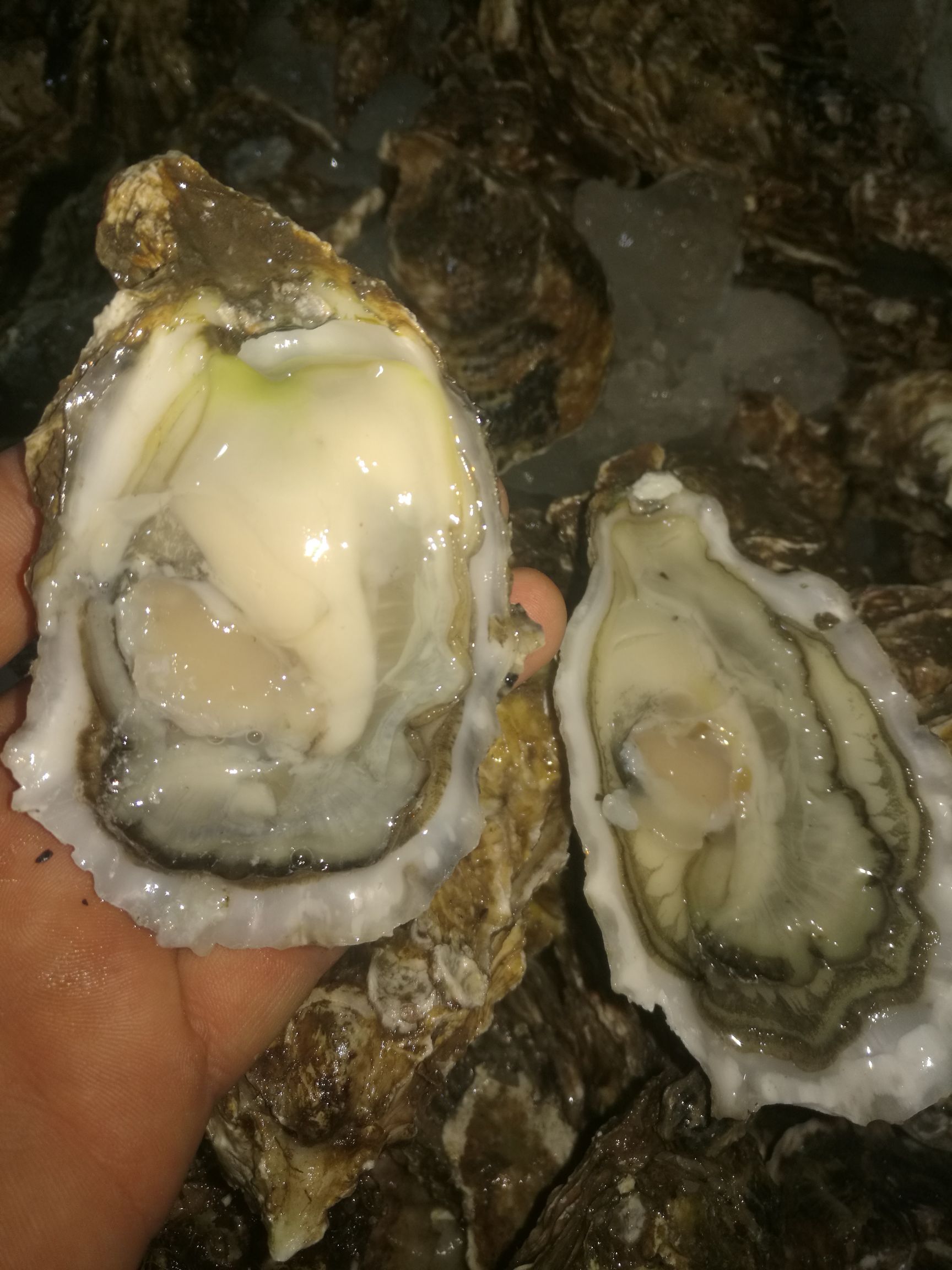 供应大厅  水产 牡蛎  商品属性 品种名:大连生蚝 品种名:大连生蚝