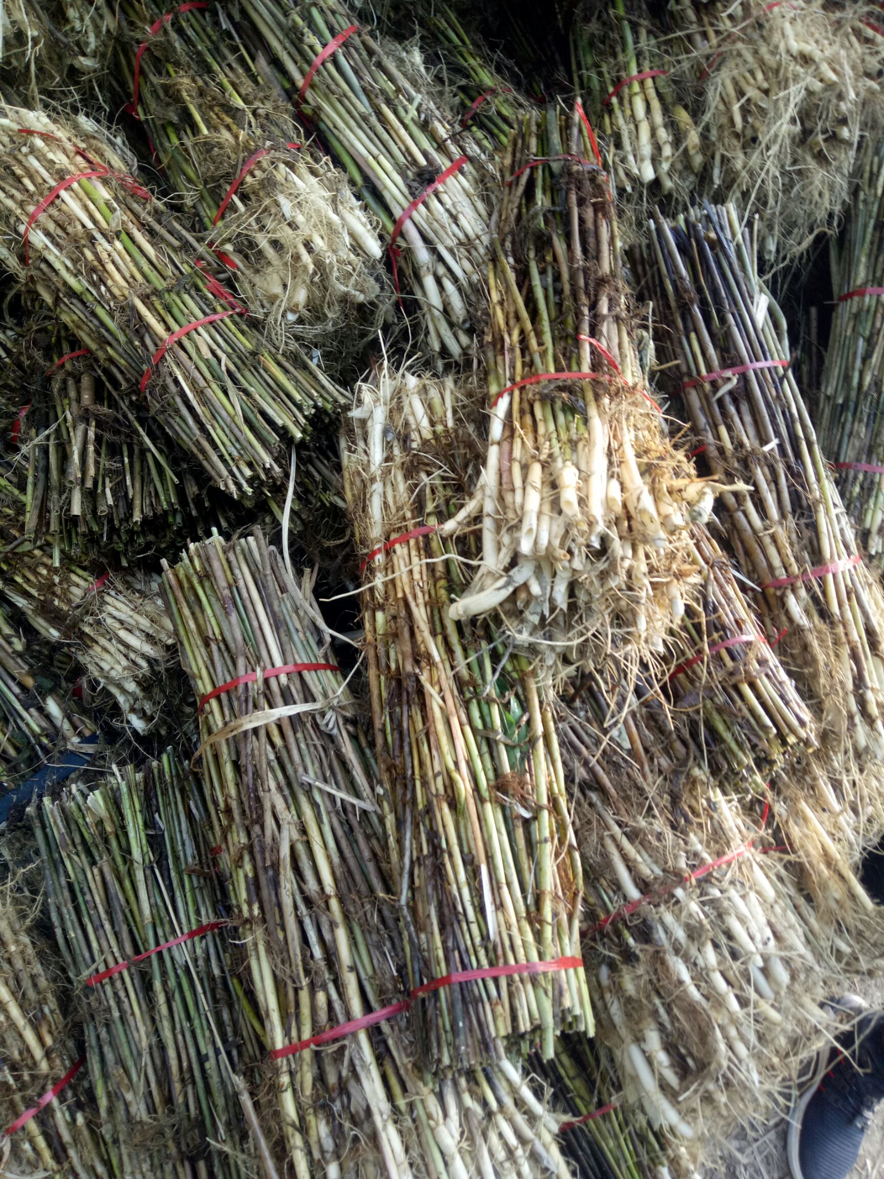 大量批发滩涂芦苇苗水地芦苇根