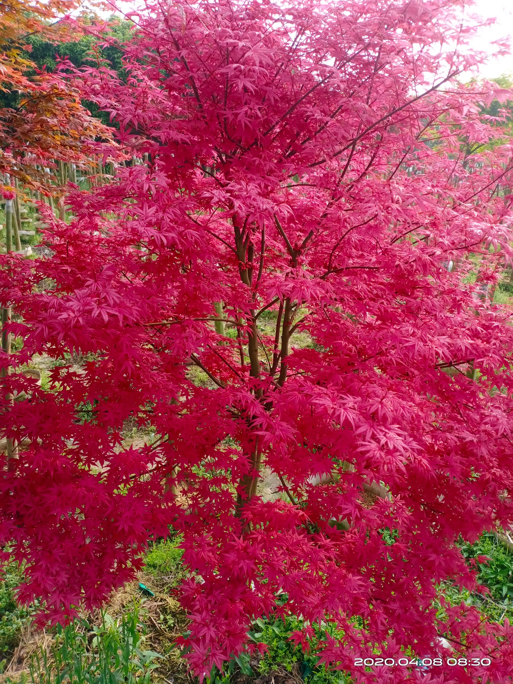 日本红枫红舞姬 自家苗圃 红大袖 红小袖袋苗