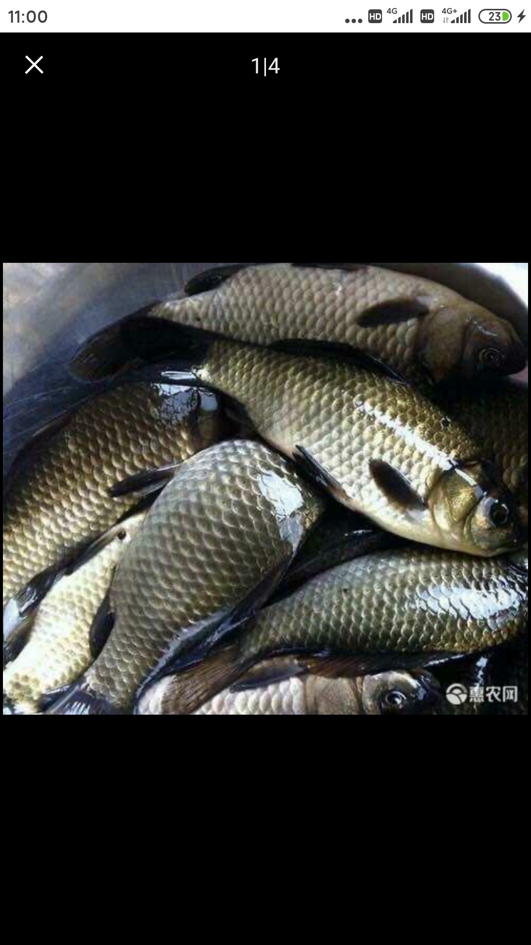 彭泽鲫鱼