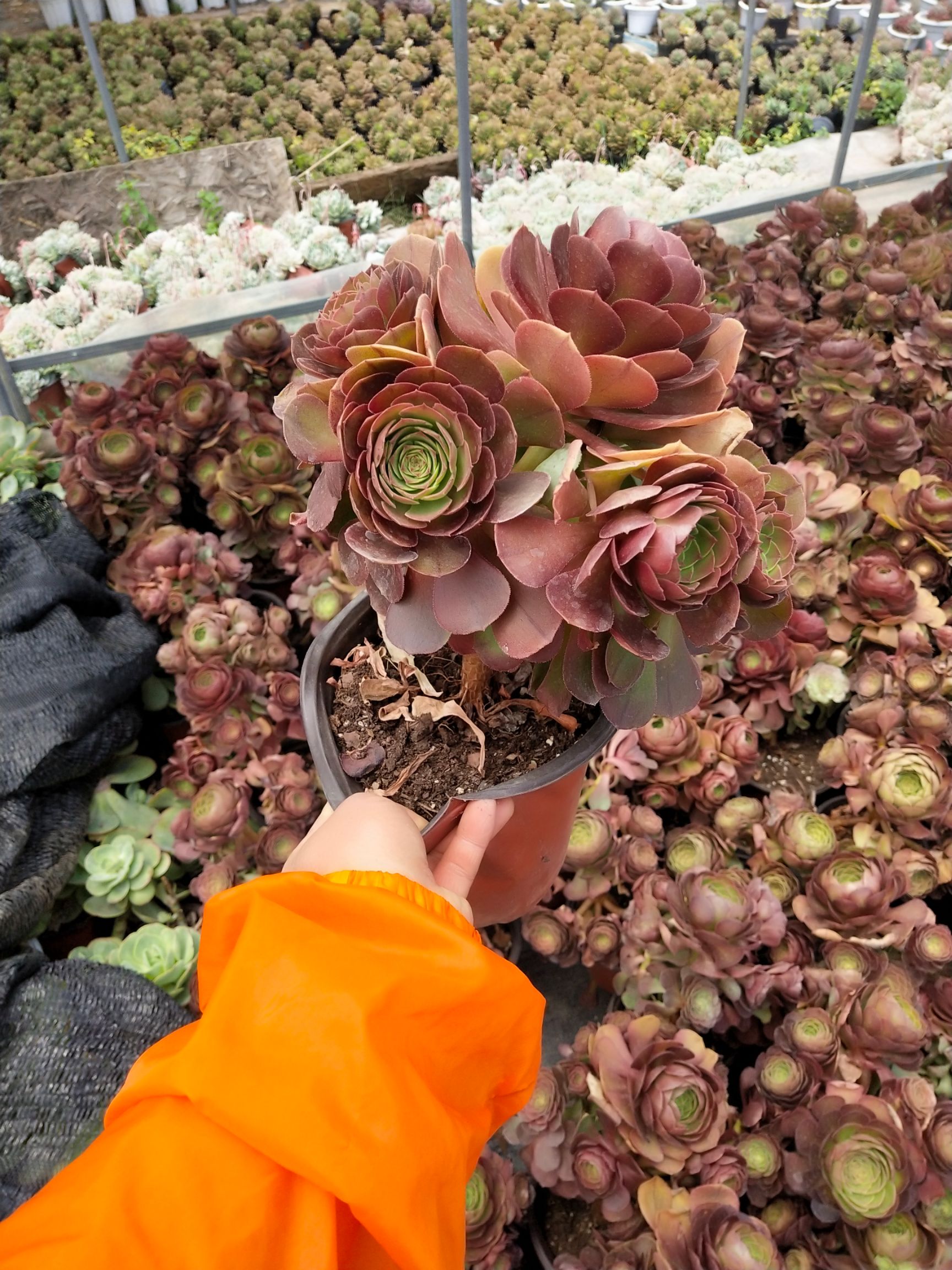 万圣节法师 颜色状态都不错的万圣节