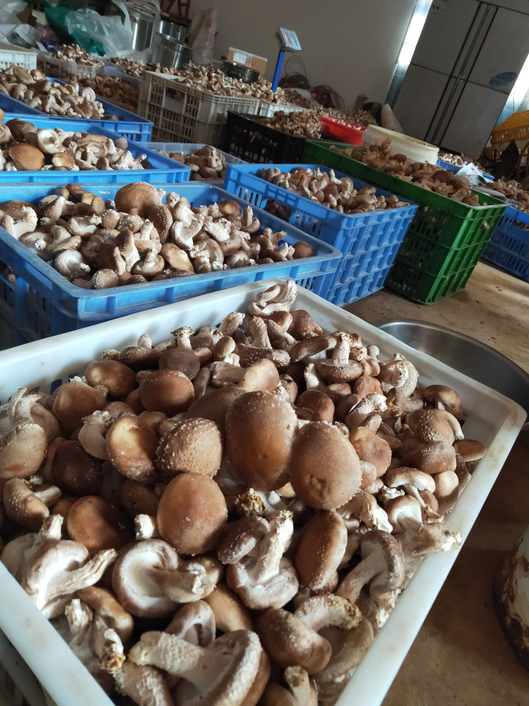 云南小香菇特色新鲜蘑菇农产品食品鲜货批发蔬菜蘑菇食用菌