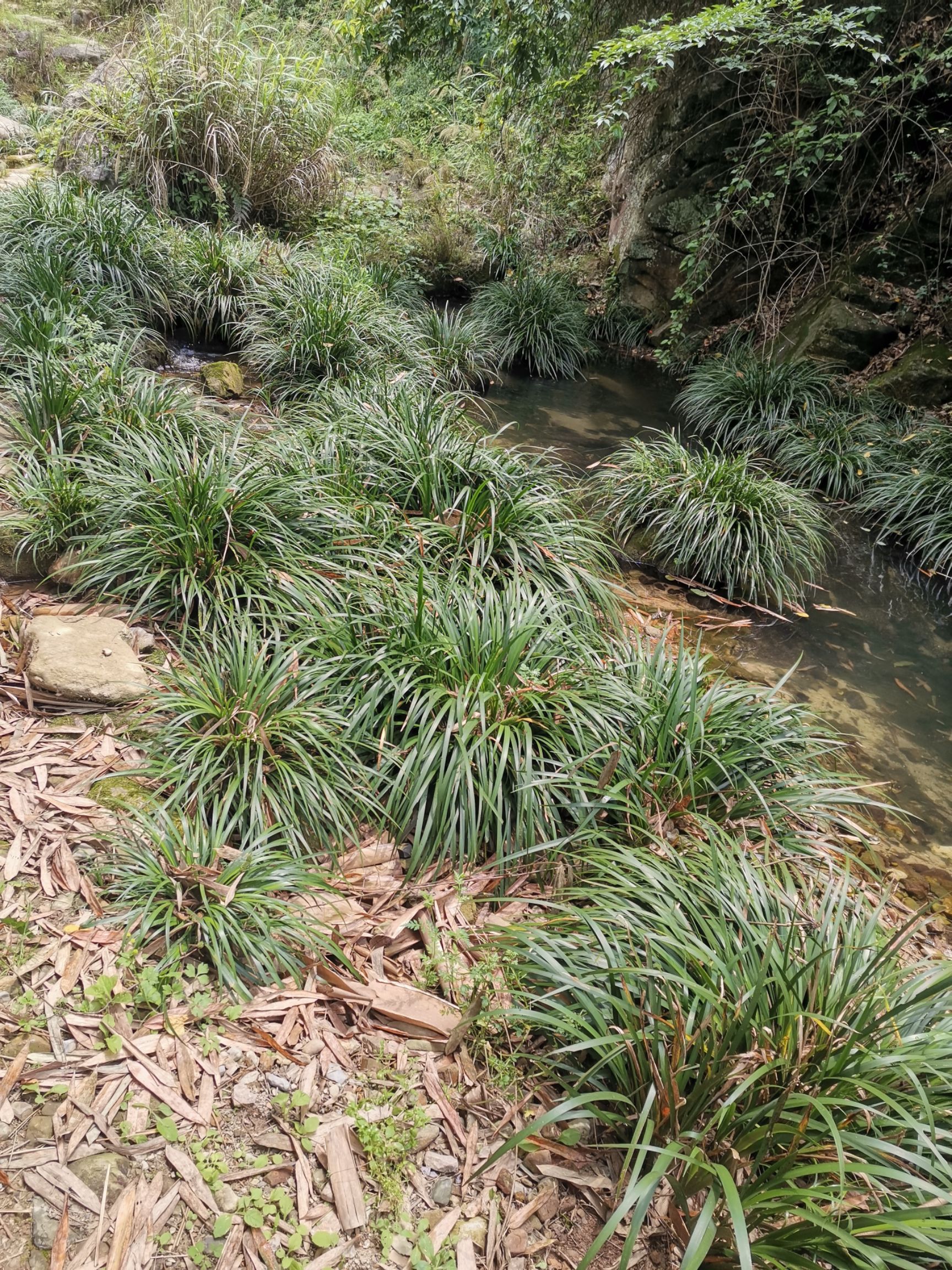 石菖蒲 中药材石昌蒲,人工种植前途无量