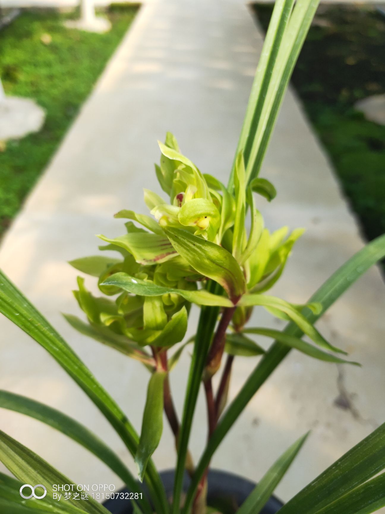 花卉绿植浓香型兰花春剑 大唐盛世