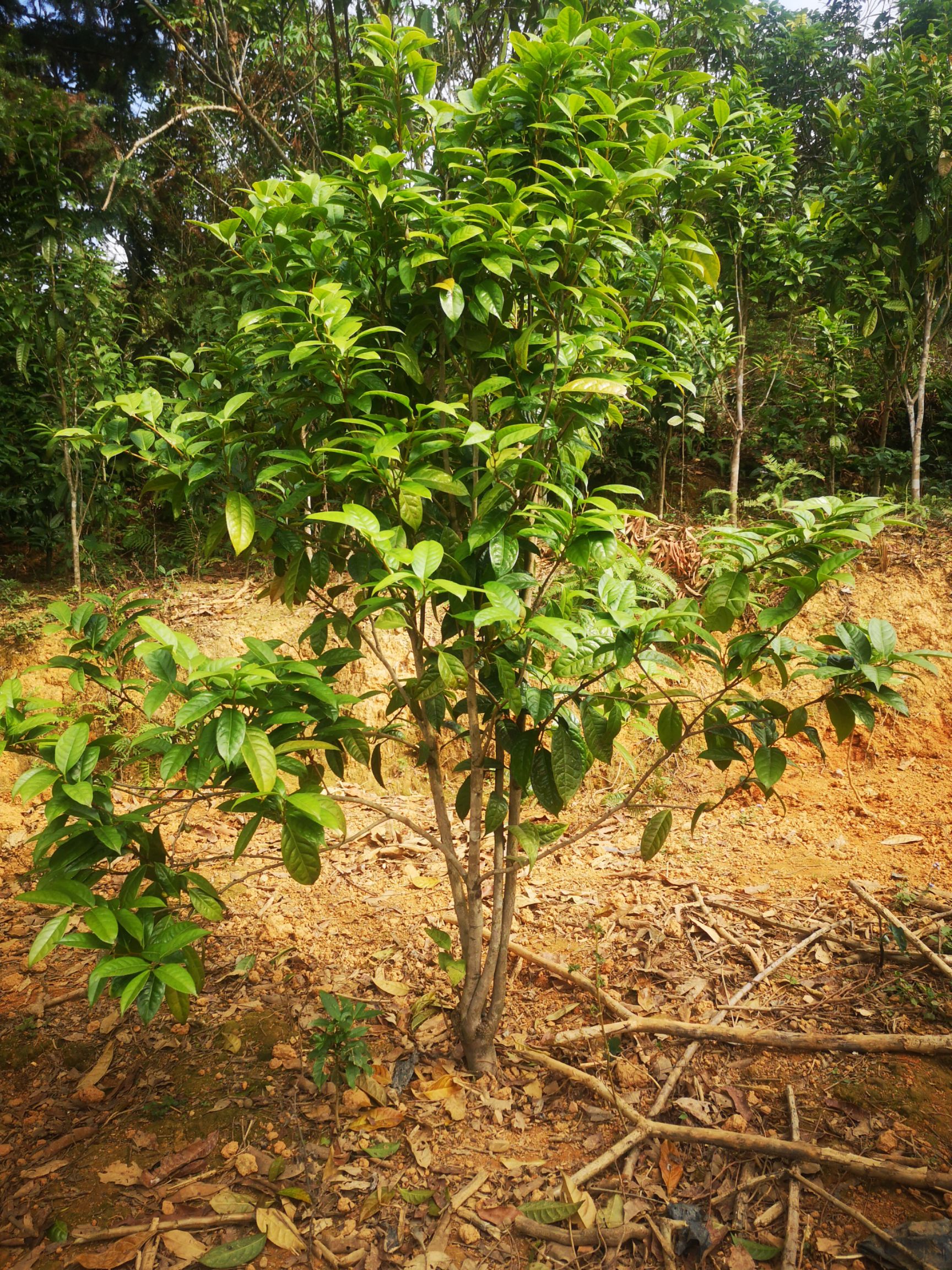 纯正防普金花茶皇后品种原生树