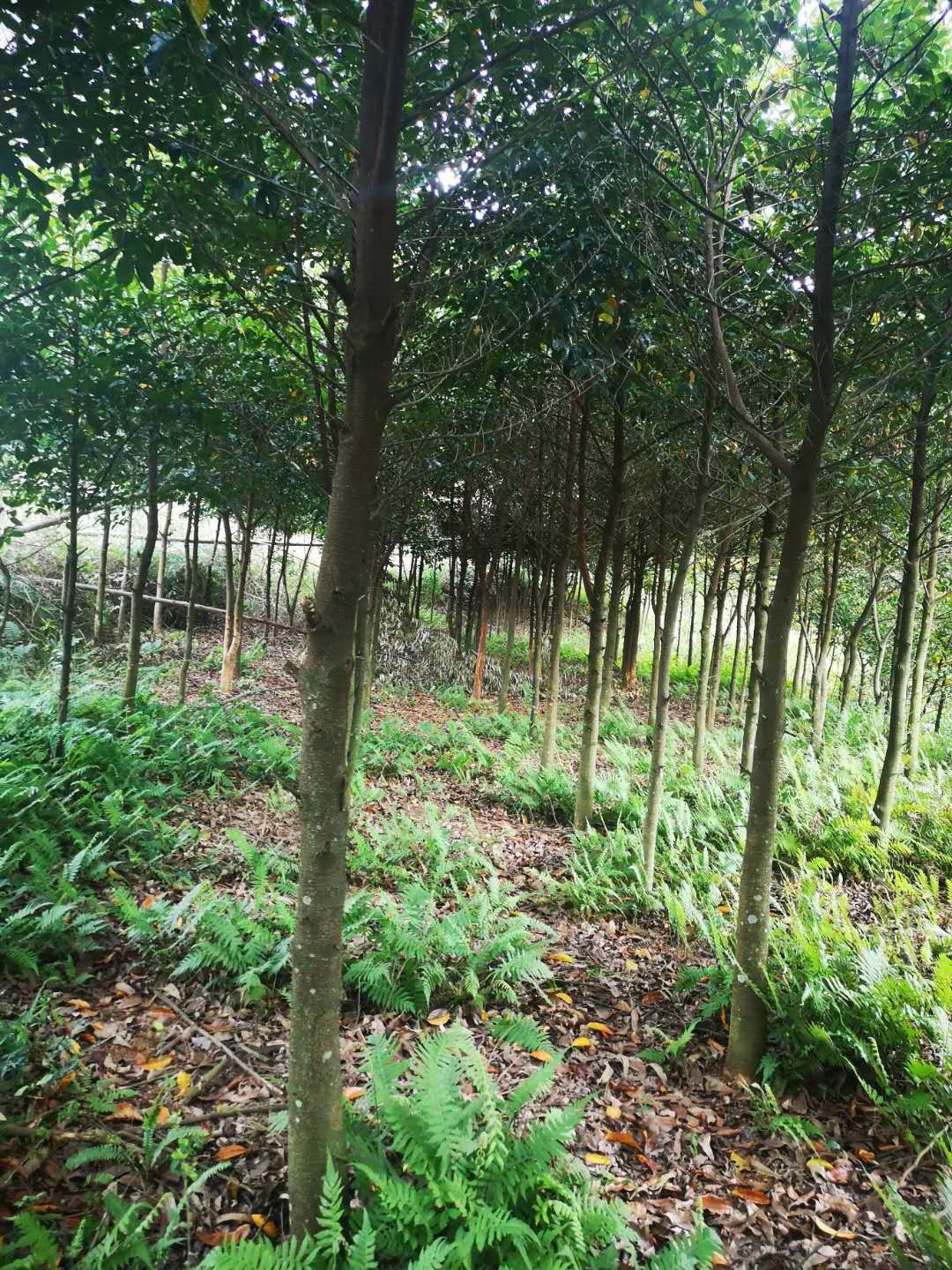 大叶胭脂树,绿化产业