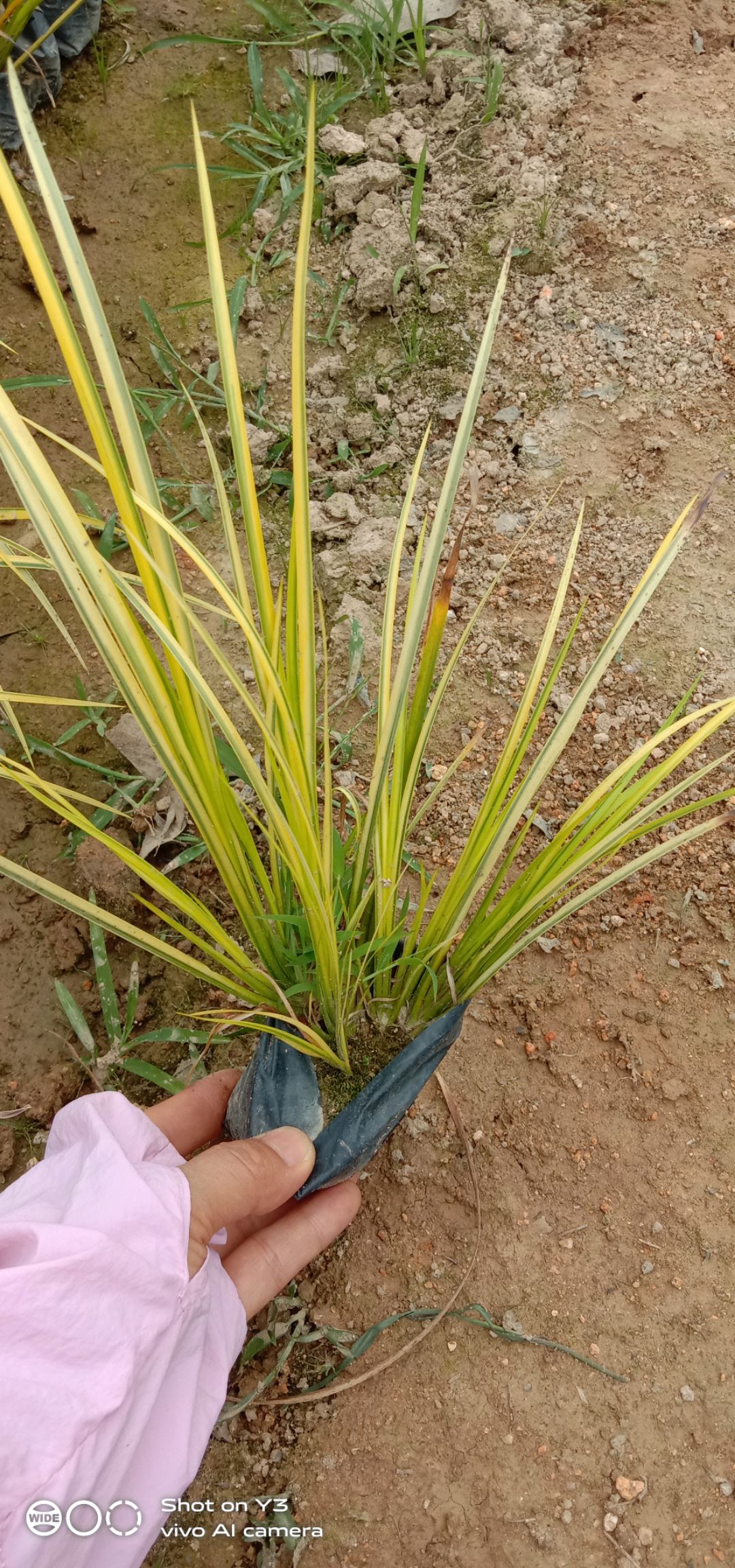 供应大厅  苗木花草  菖蒲                   商品详情