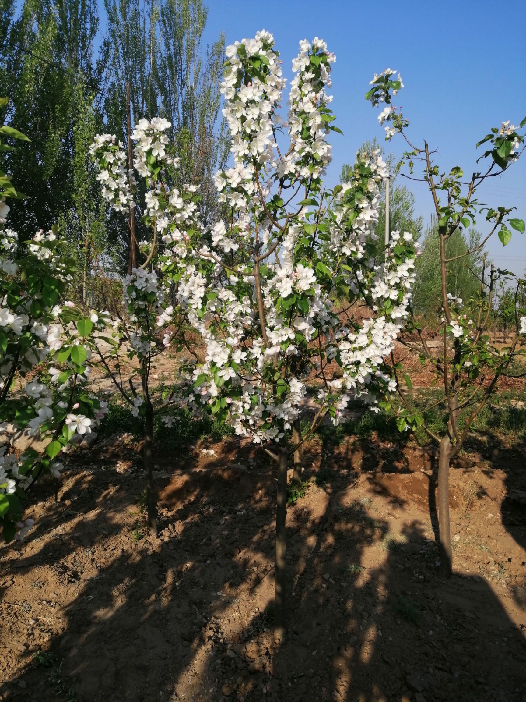 八棱海棠花 小南辛堡镇八棱海棠花节