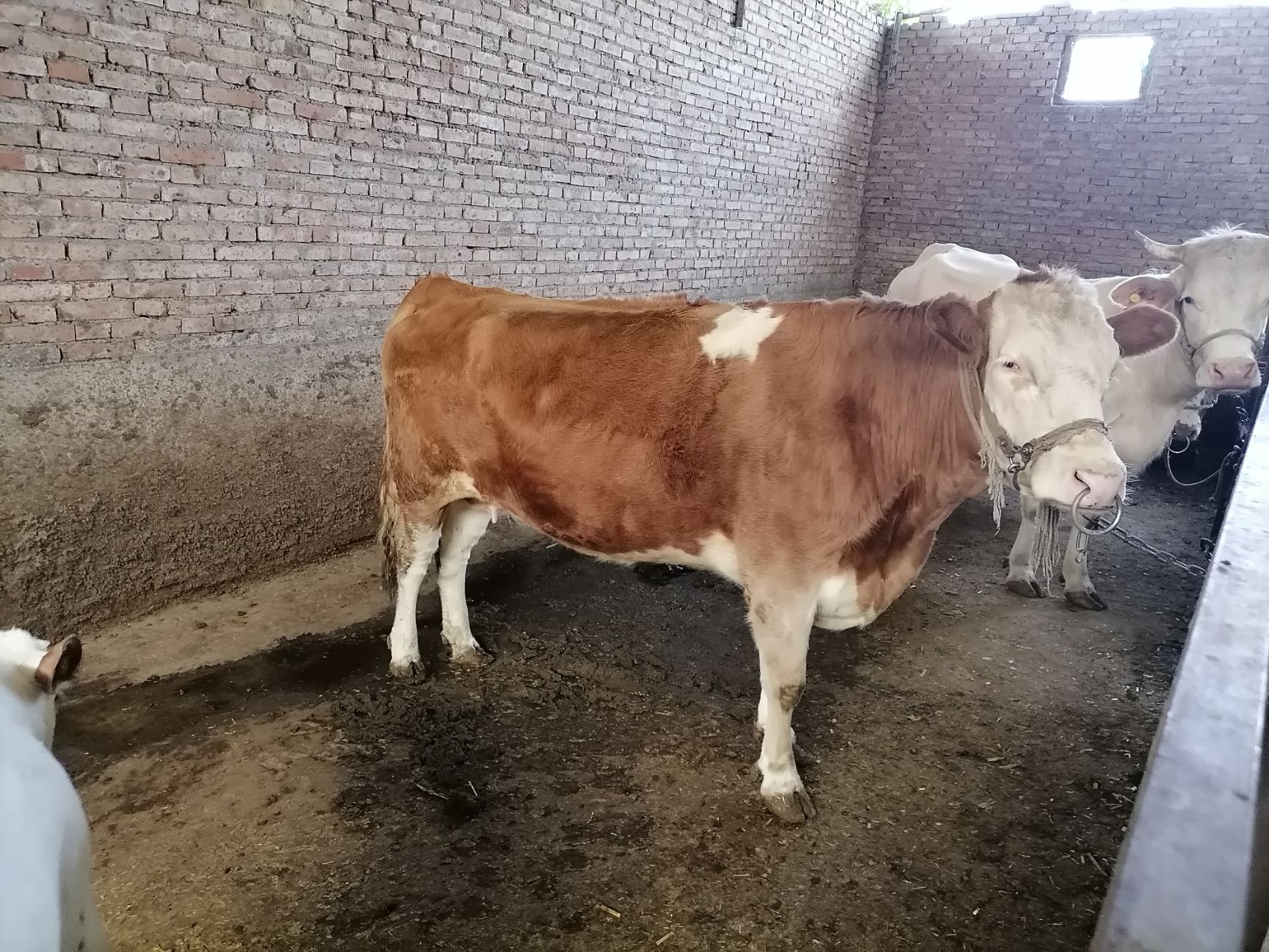 西门塔临产大母牛