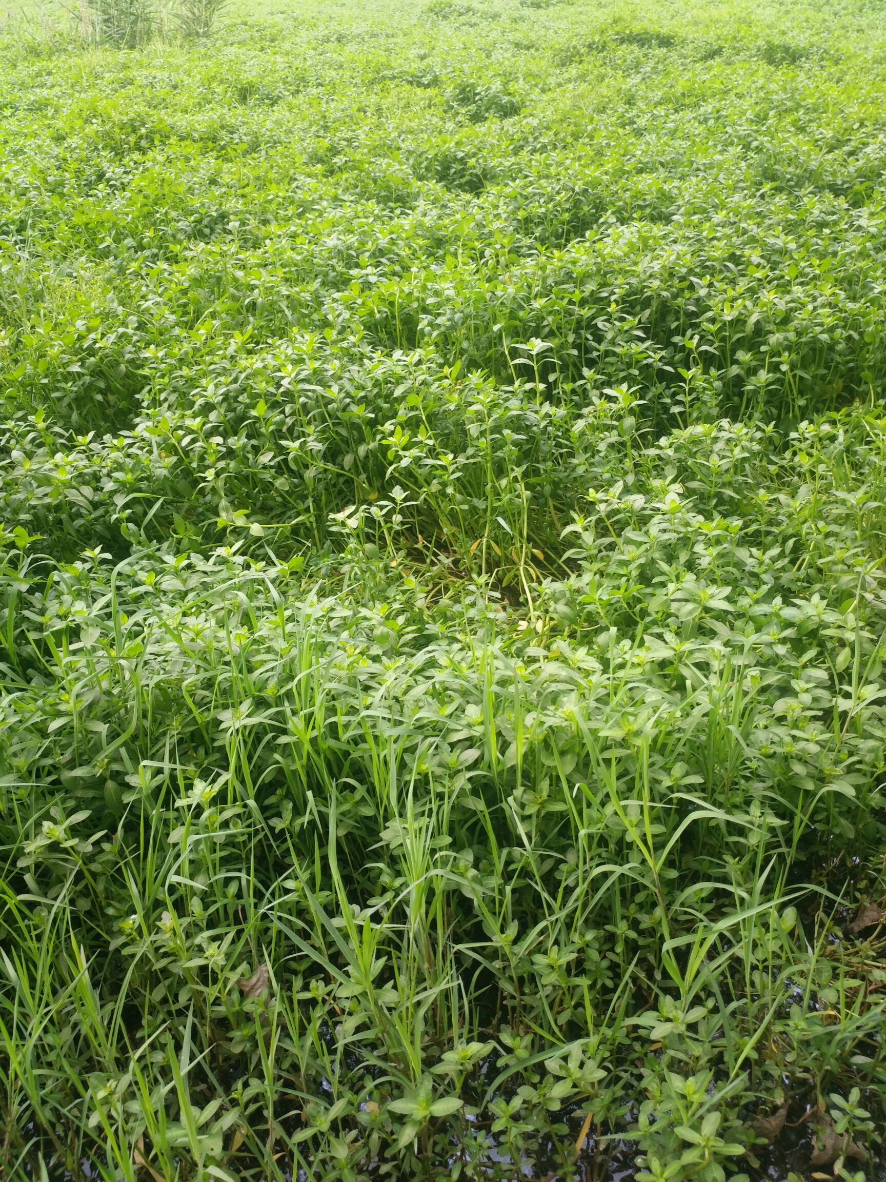 [水葫芦批发]水葫芦 水花生幼苗 根系发达价格0.25元/棵 惠农网
