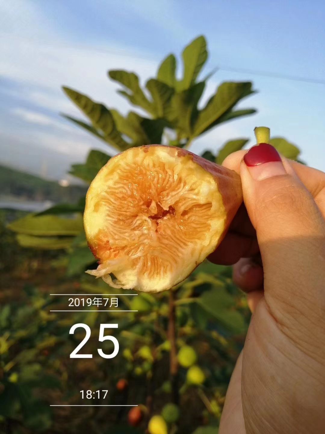 [丰产黄批发 今年7月中旬无花果开始预售啦!价格10元/斤 惠农网