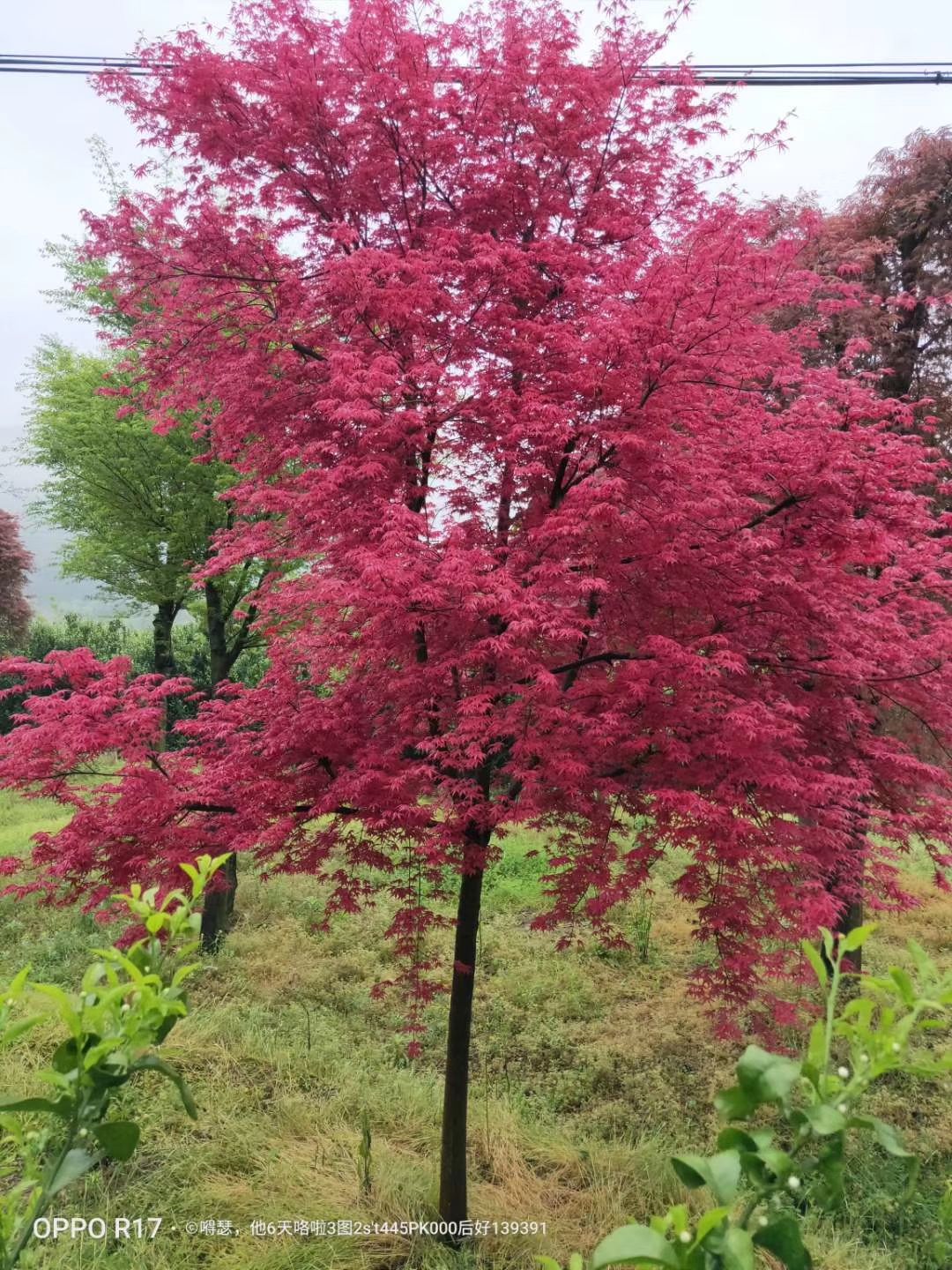 广西红枫,三季红,红小袖,中国红,日本红