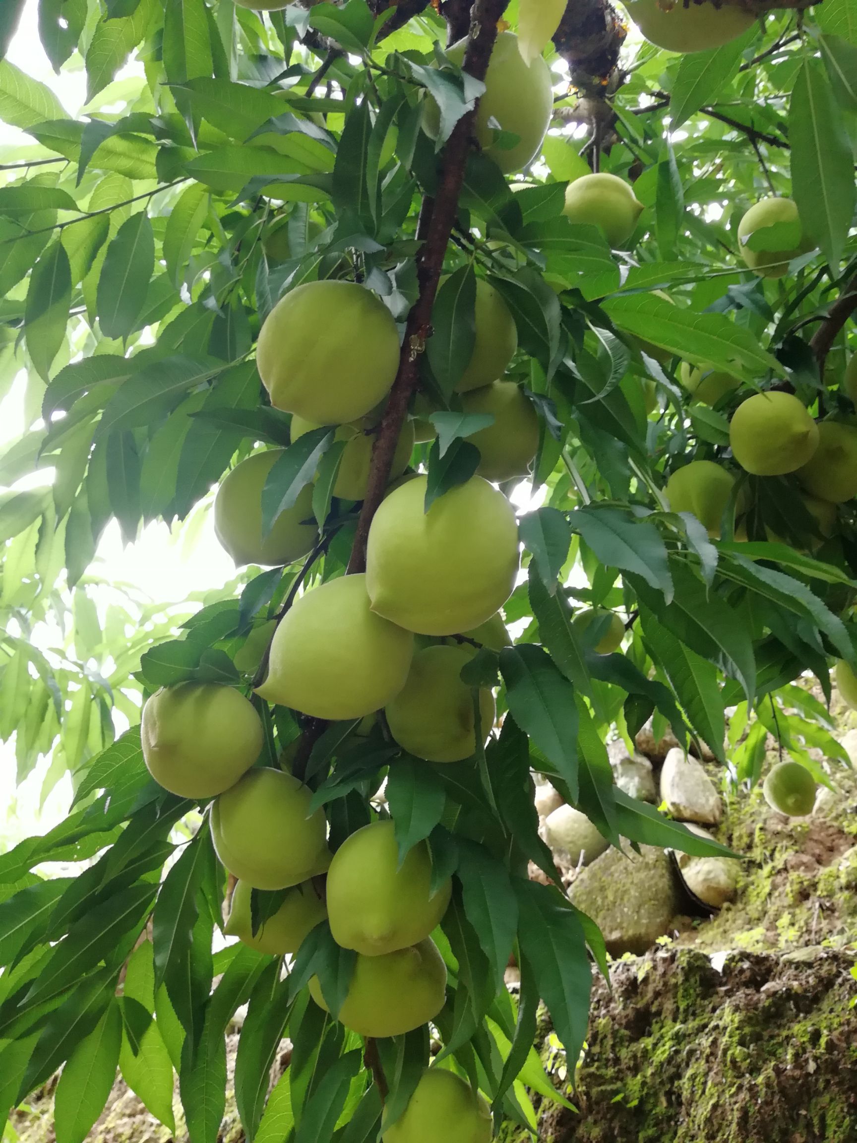 鹰嘴蜜桃 广东连平鹰嘴水密桃