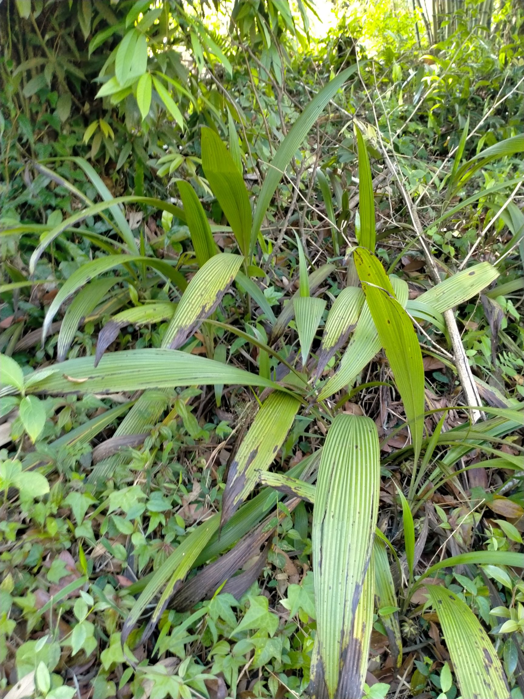 仙茅 云南深山仙茅