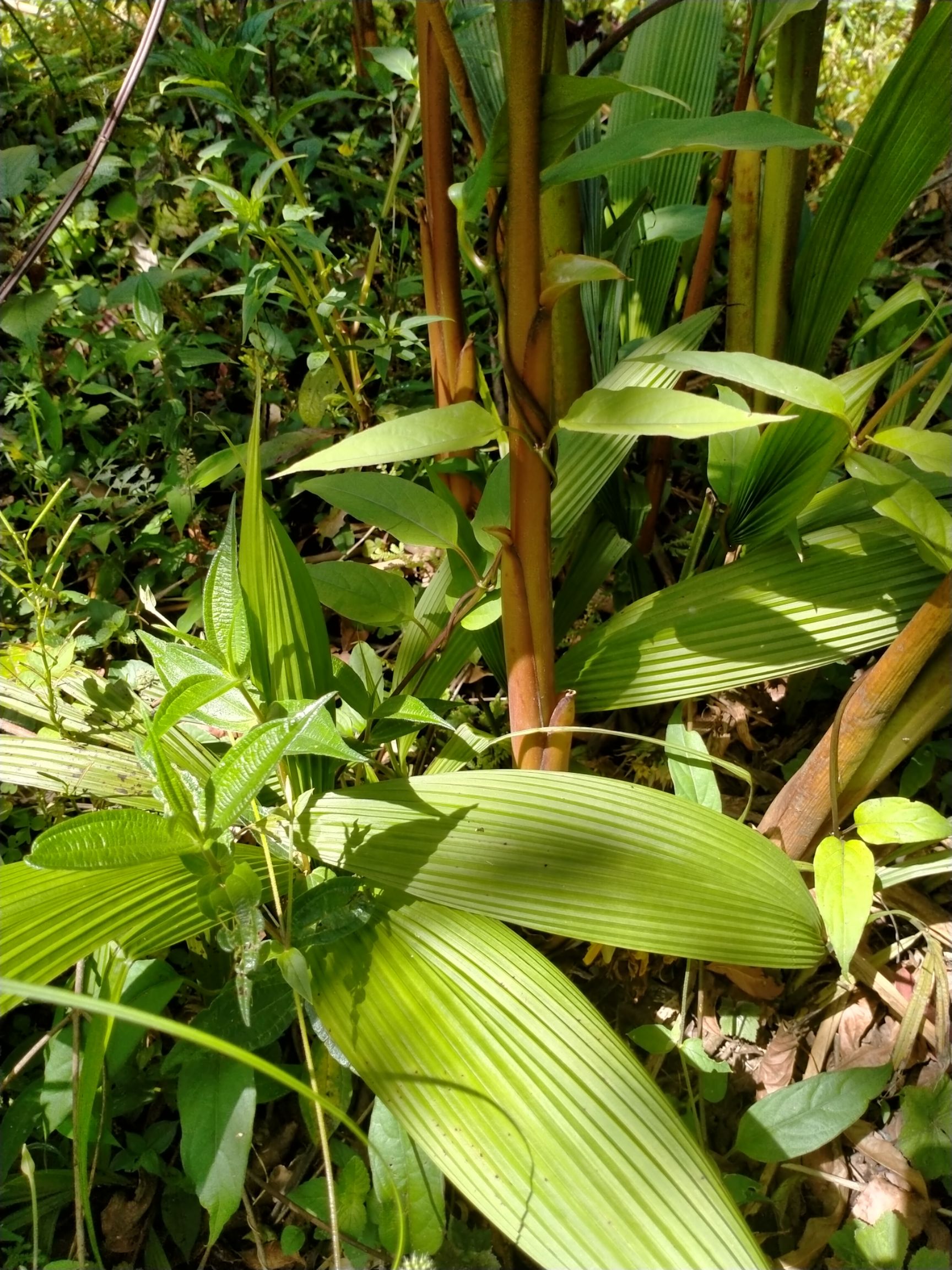 仙茅 云南深山仙茅