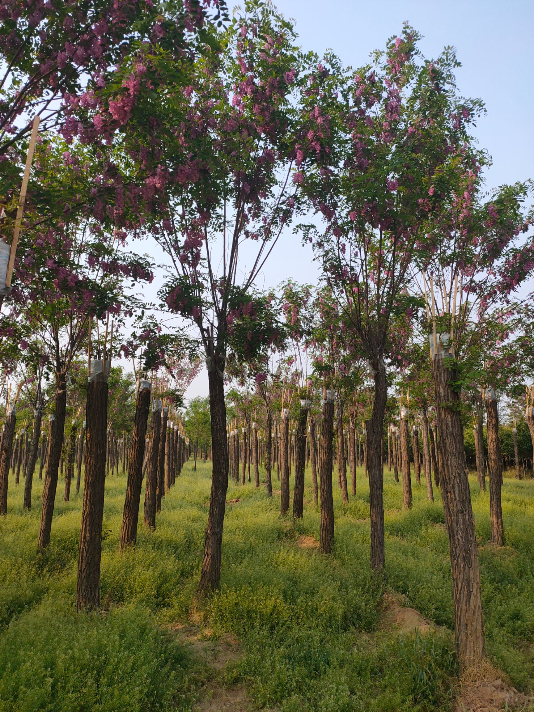 基地出售高接香花槐 米径8-15公分香花槐