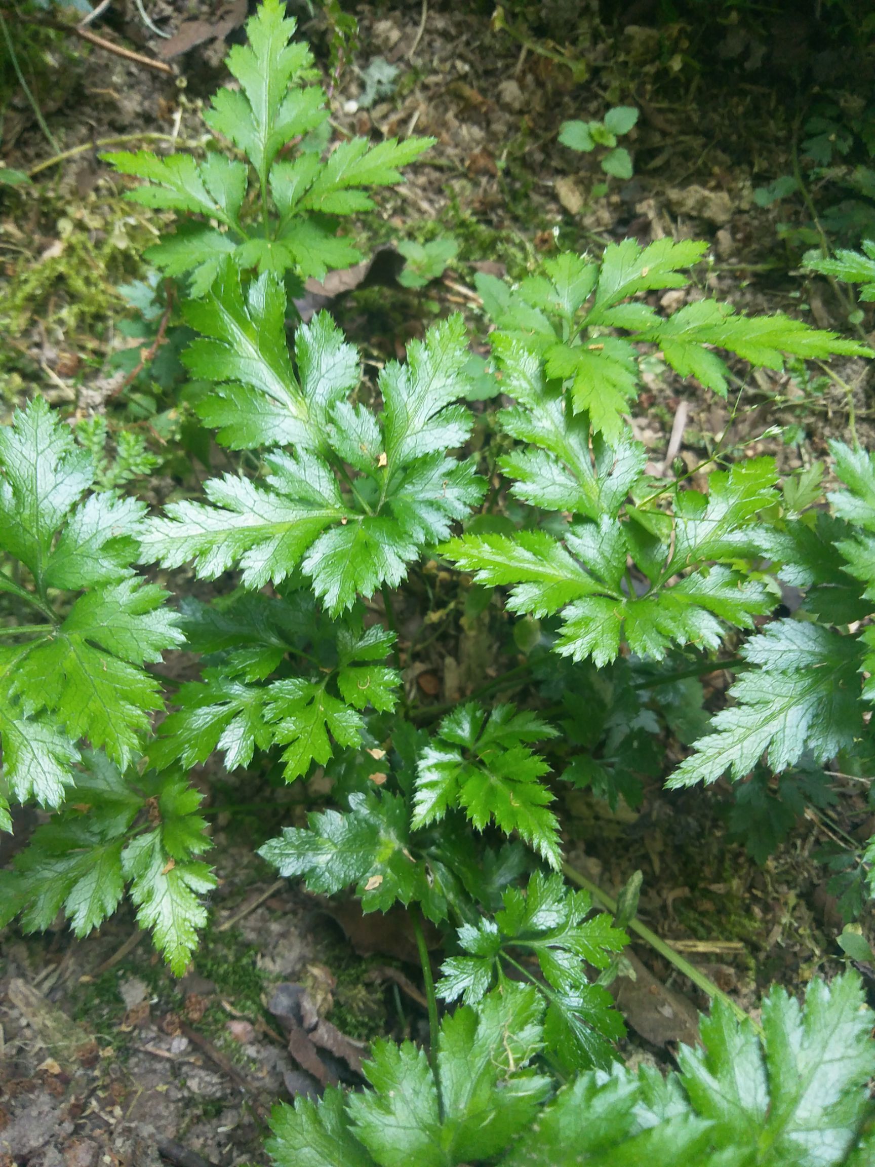 黄连种苗 黄连苗,鸡爪黄连,高山培育,健壮无病害