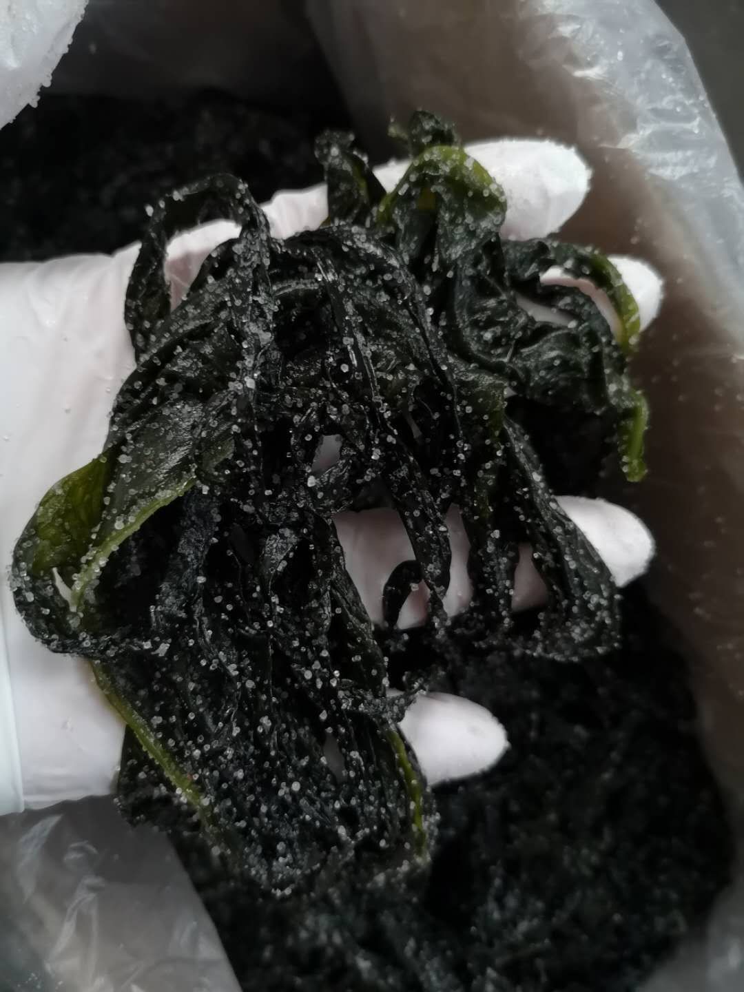 海带裙带叶,裙带菜,海带裙带菜,盐渍海带,盐渍裙带叶