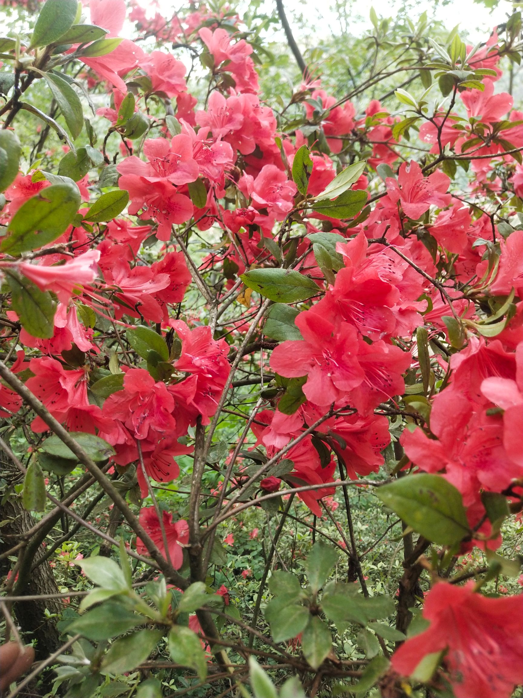 杜鹃花(毛杜鹃,国旗红)