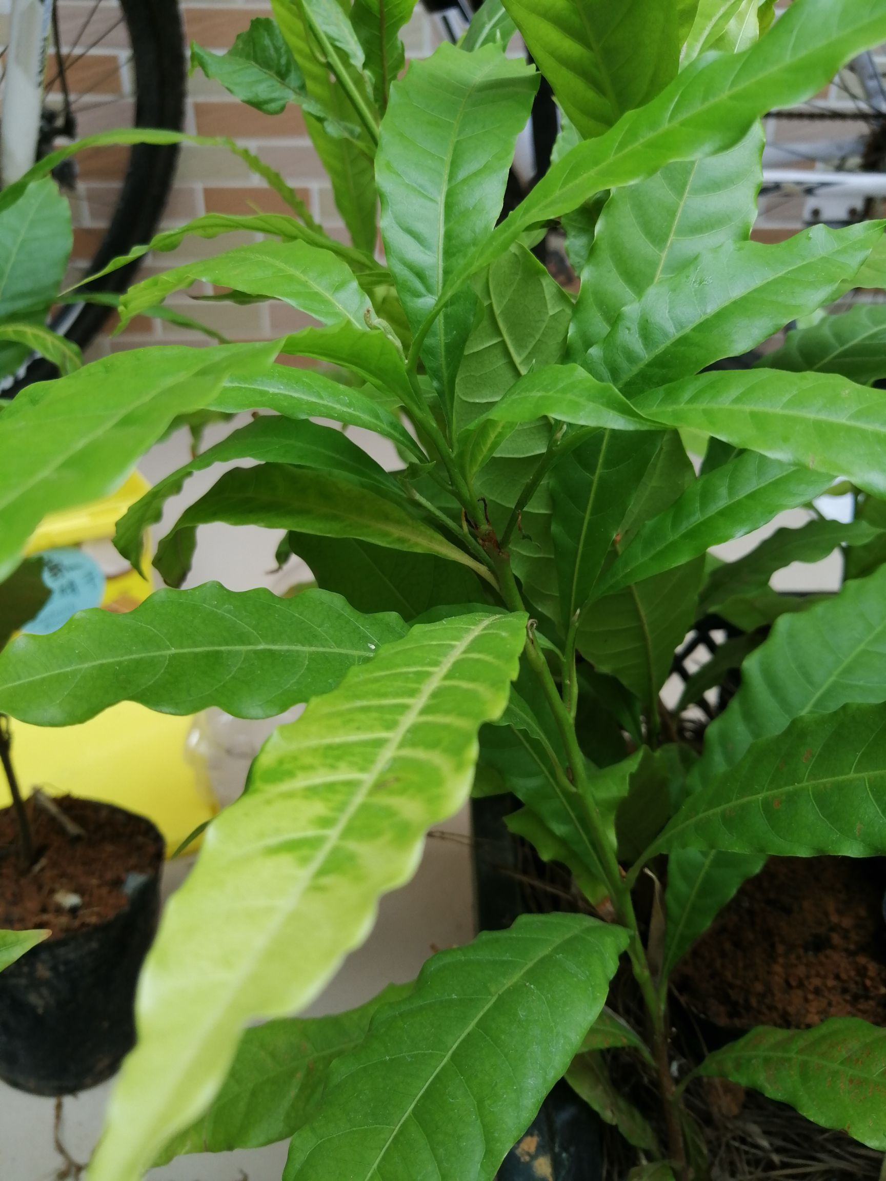 黄晶果苗 黄晶果树苗