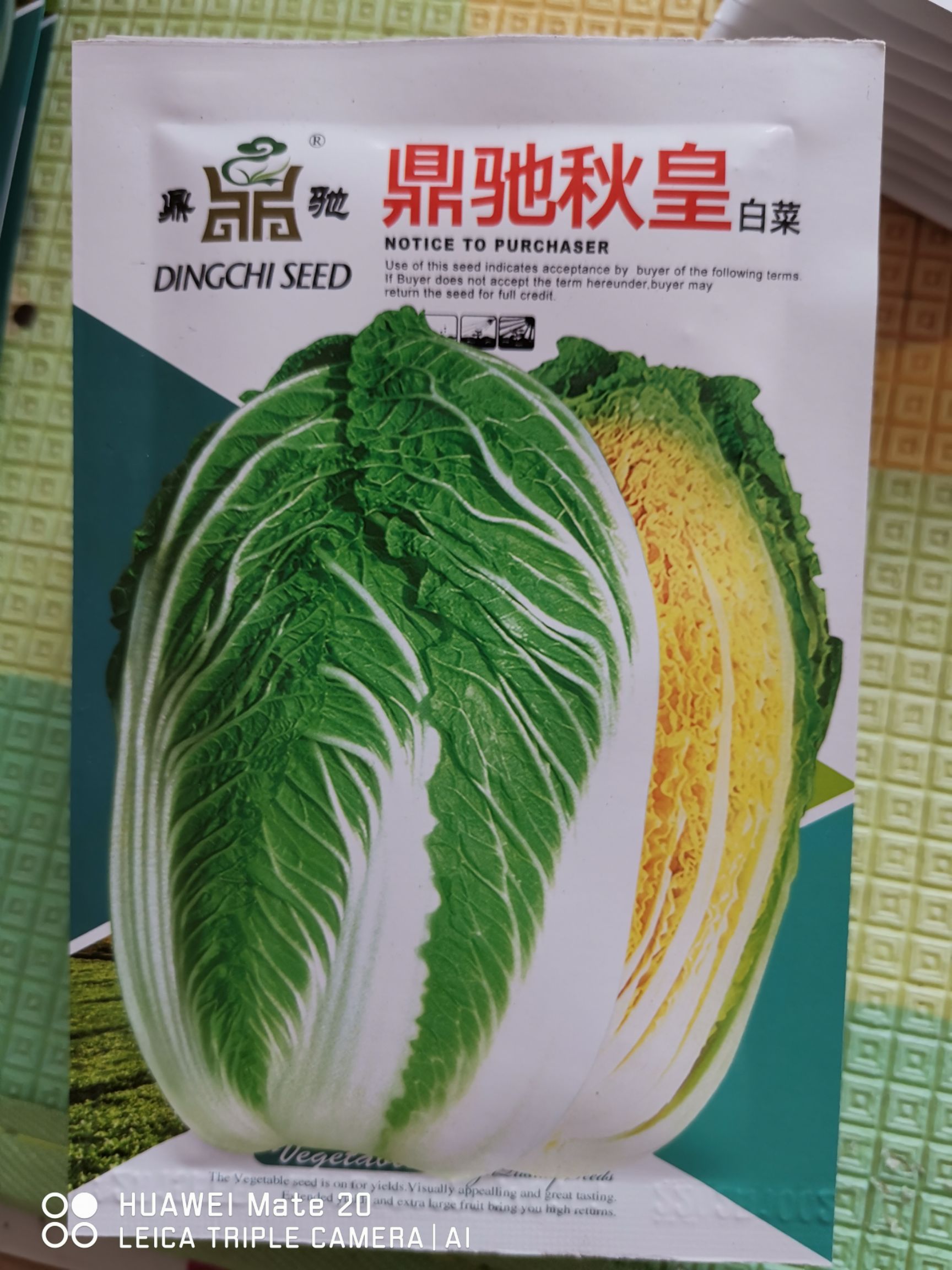 高品质黄心白菜种子开始出货了