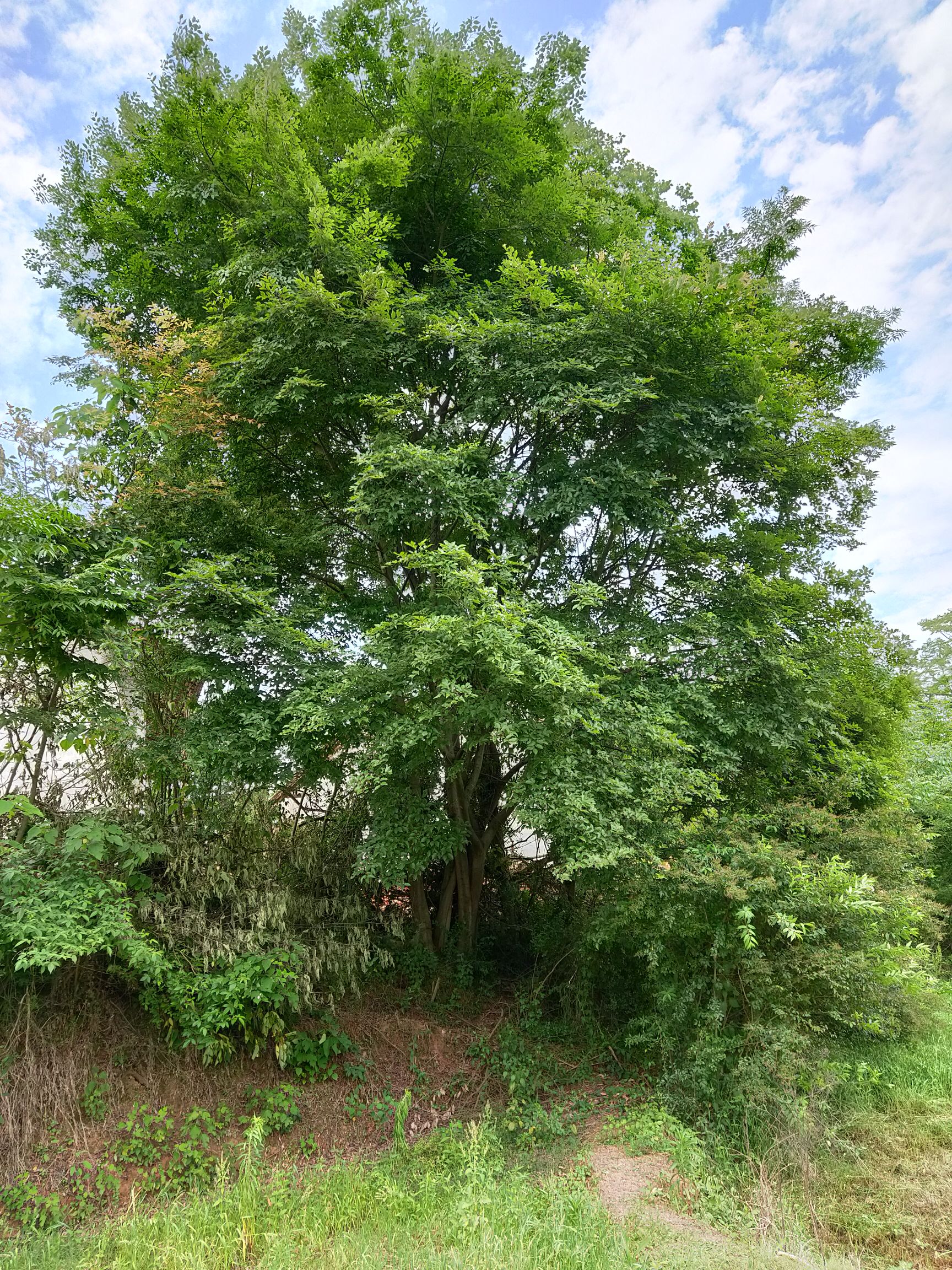 山货朴树