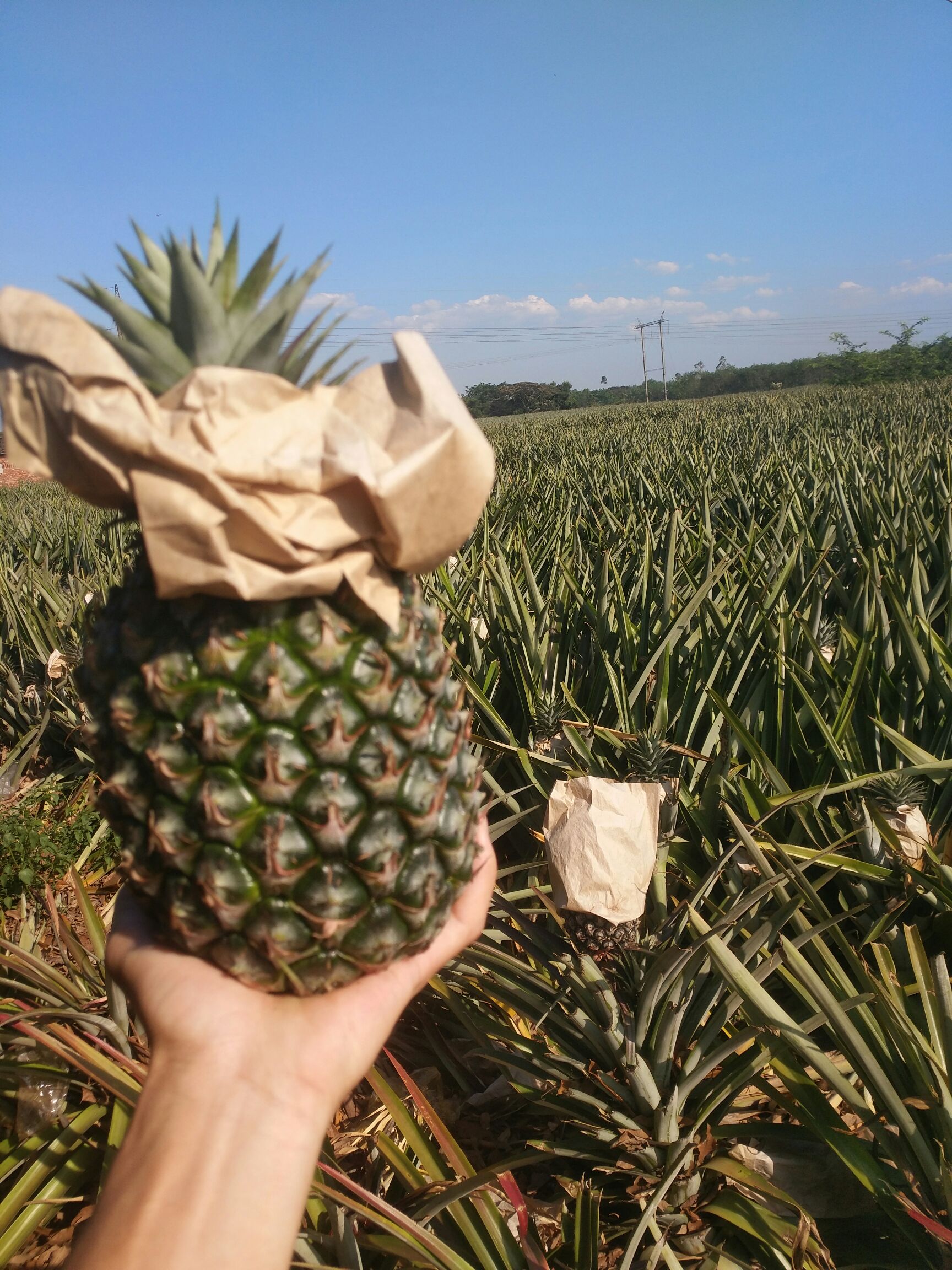 香水菠萝 海南冬蜜凤梨口感好,味道足,水分多