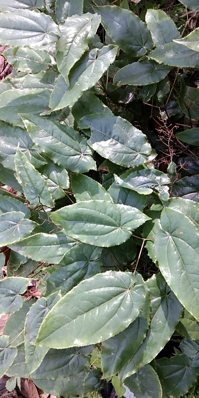巫山淫羊藿