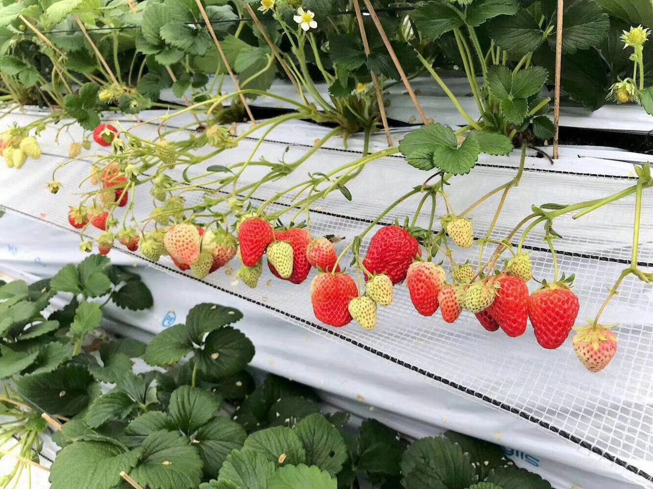 绛县峰郁诚种植红颜奶油草莓章姬奶油草莓香甜可口