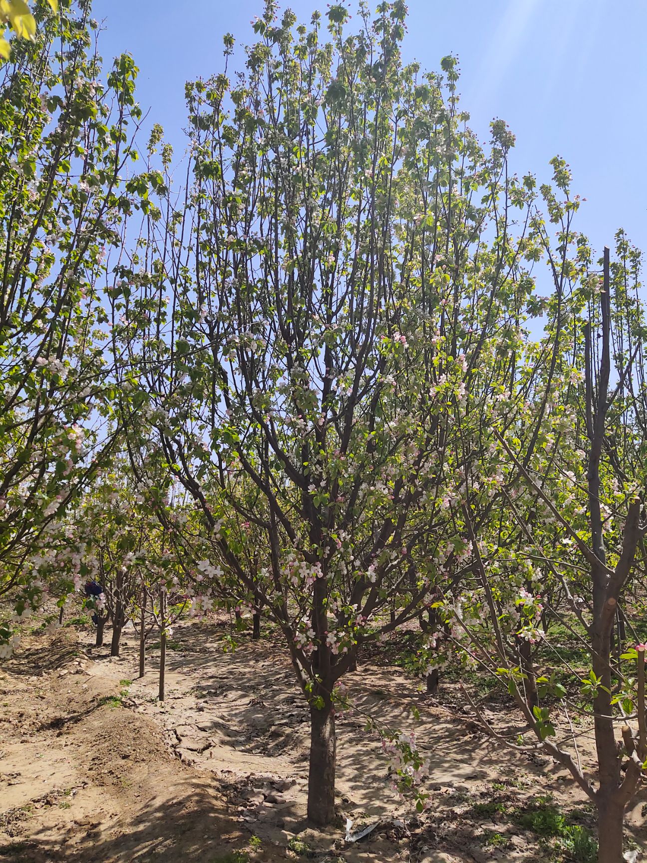 绿化苗木 十五公分八棱海棠树 精品海棠树